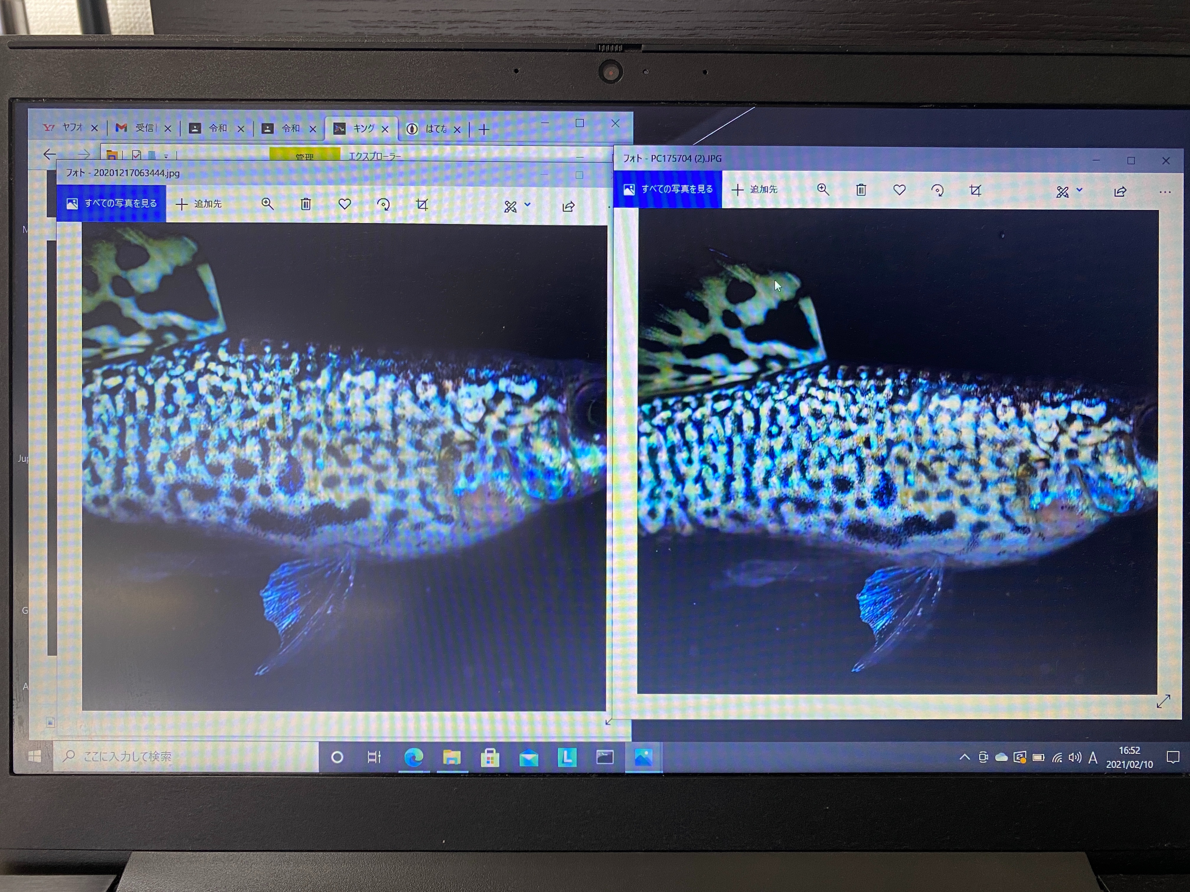 f:id:popopoppun:20210210170049j:image