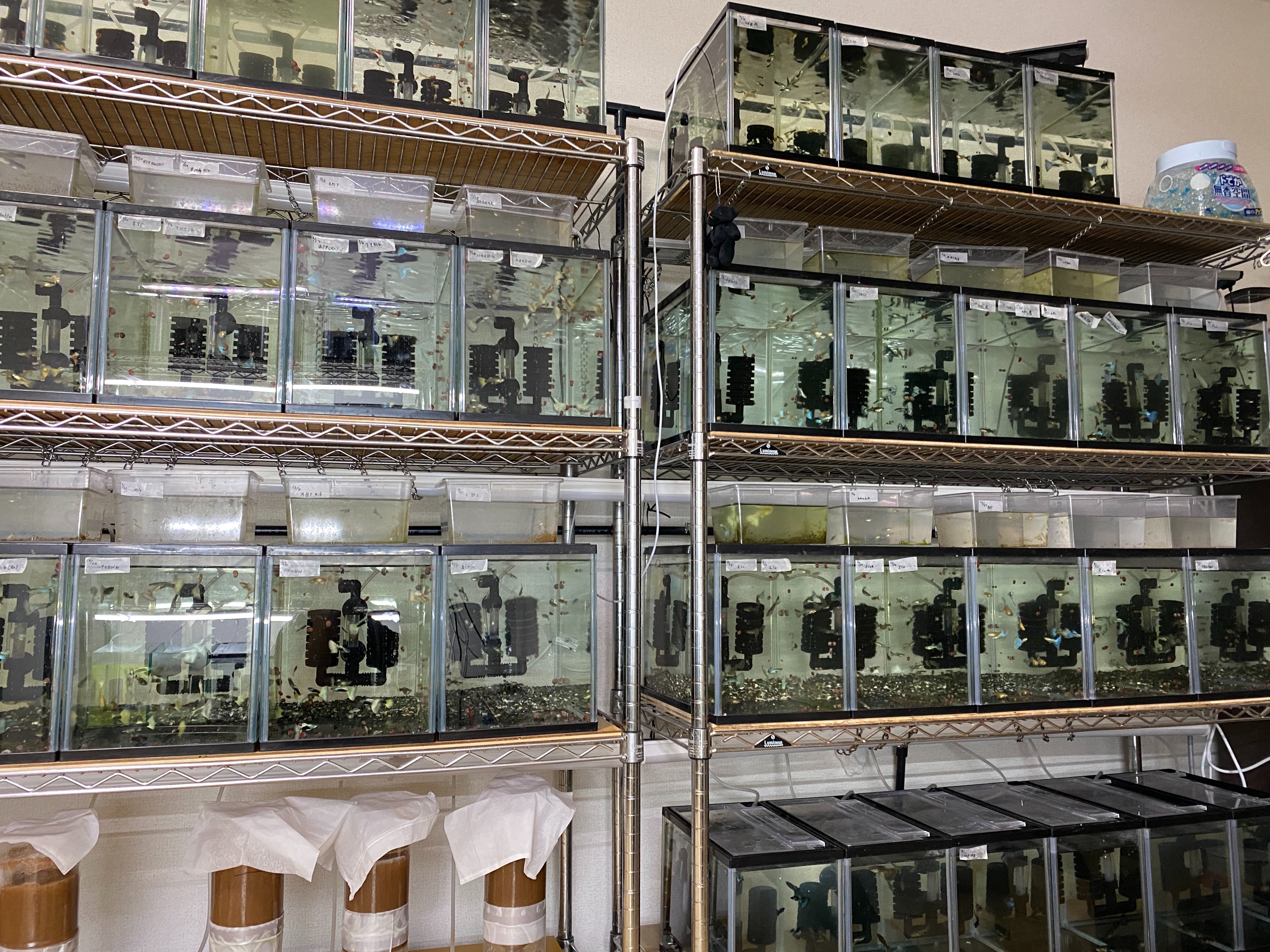 f:id:popopoppun:20210210170101j:image