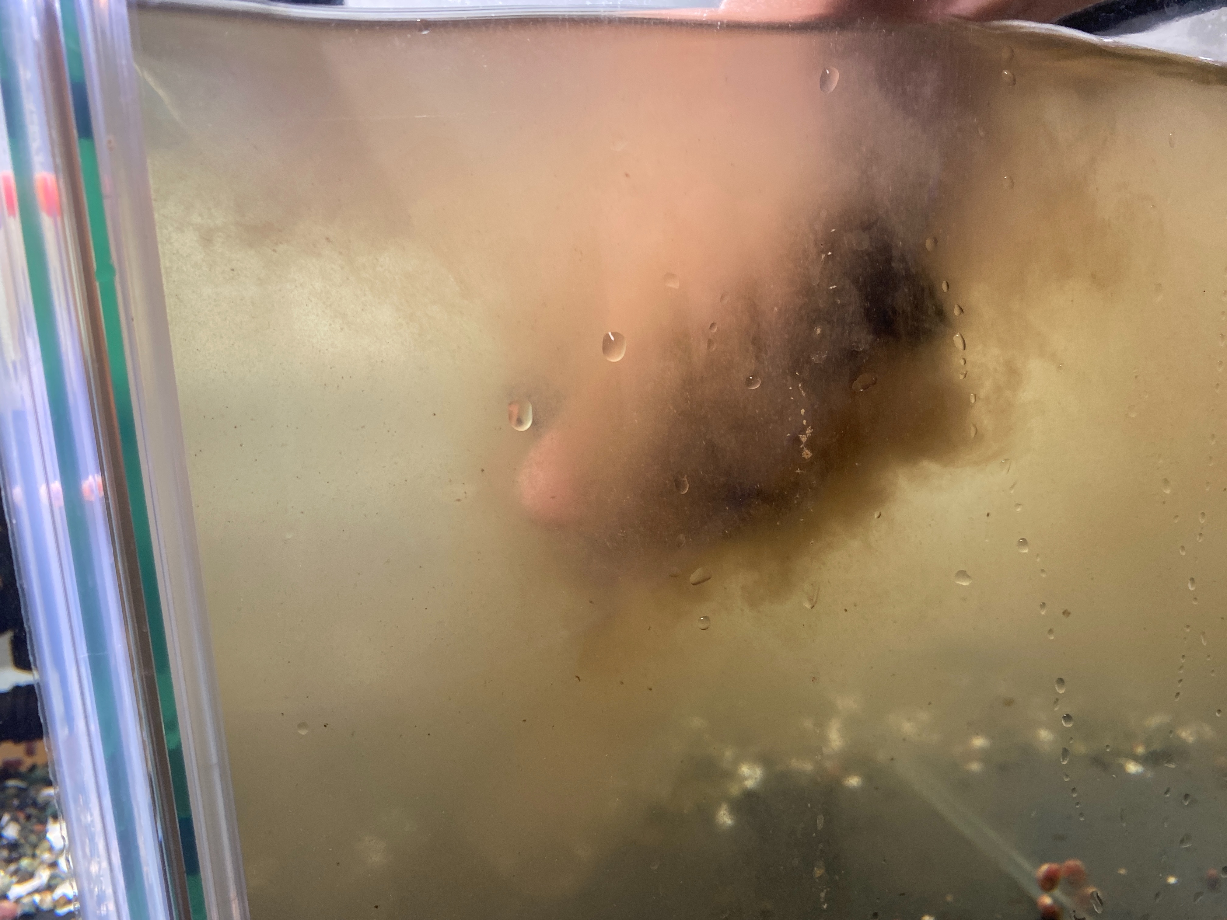 f:id:popopoppun:20210212152326j:image