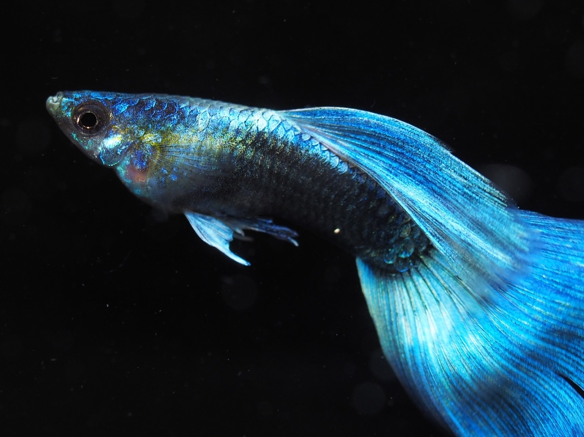 f:id:popopoppun:20210305143911j:plain