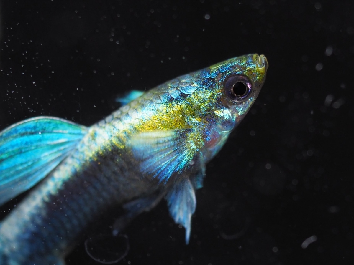 f:id:popopoppun:20210305175103j:plain