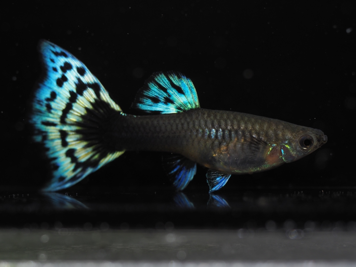 f:id:popopoppun:20210305175755j:plain