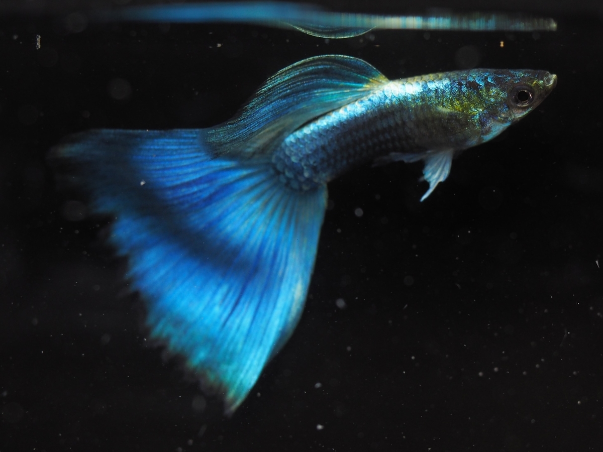 f:id:popopoppun:20210305181212j:plain