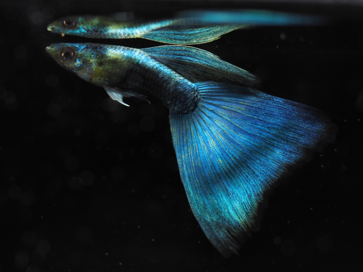 f:id:popopoppun:20210305181802j:plain