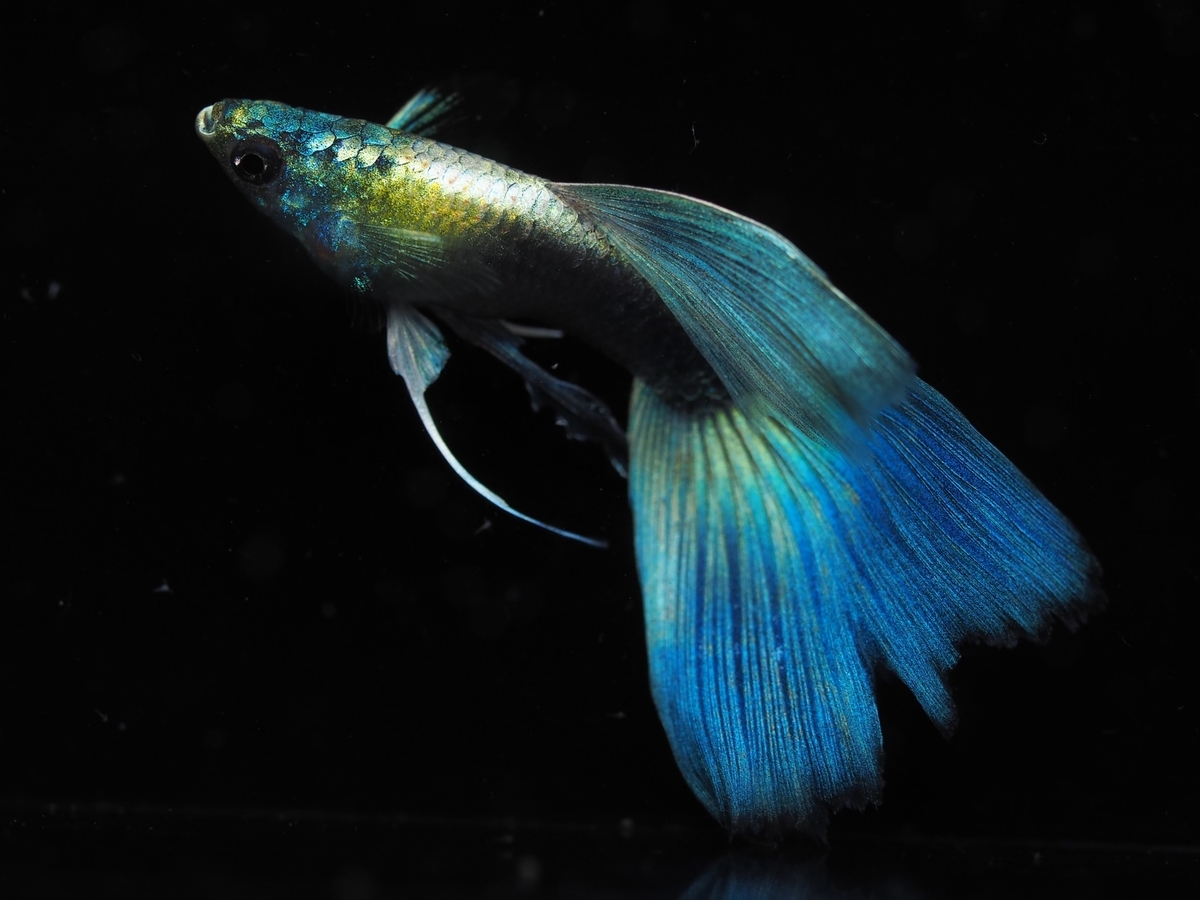 f:id:popopoppun:20210305181848j:plain