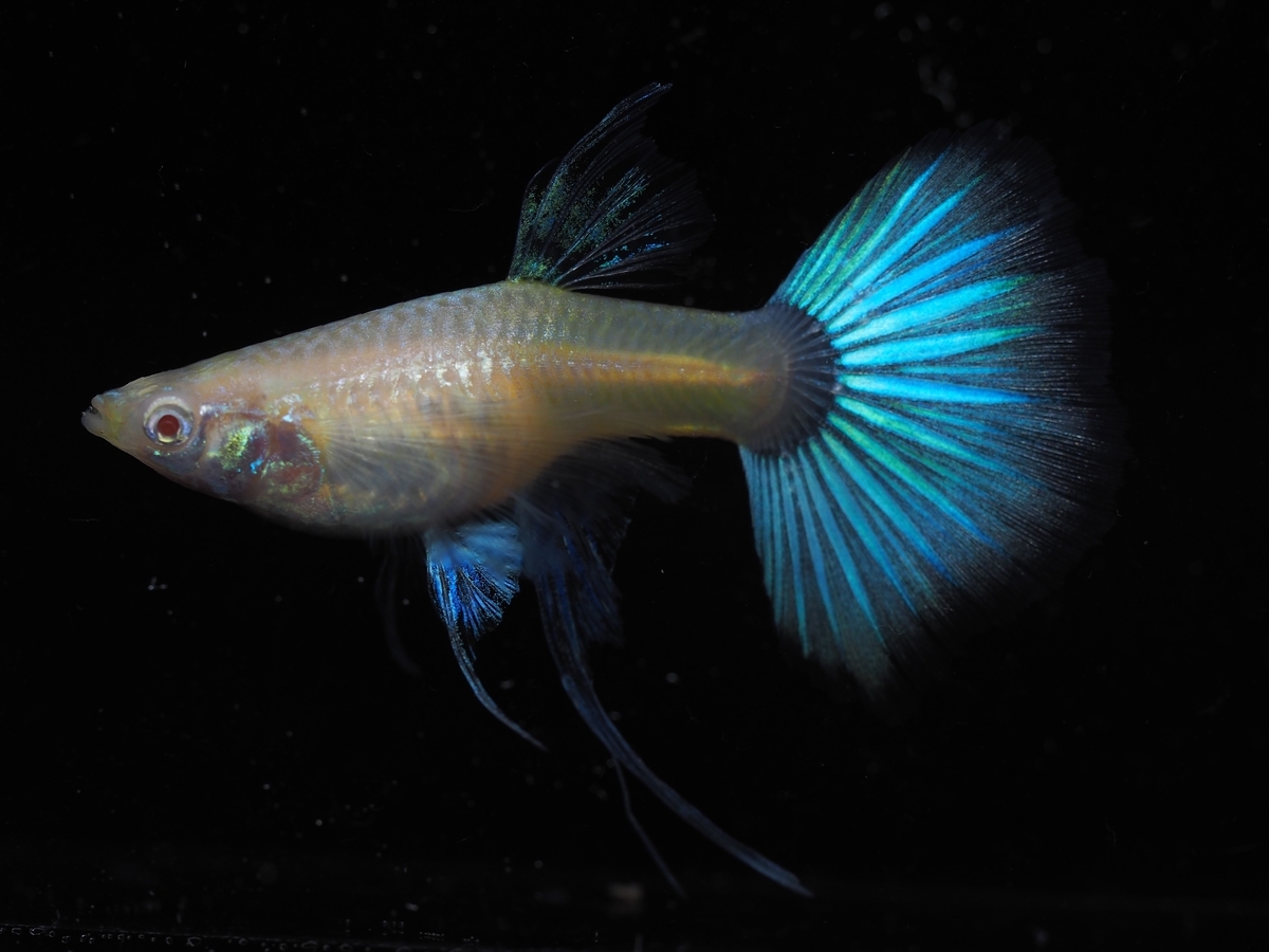 f:id:popopoppun:20210305185214j:plain