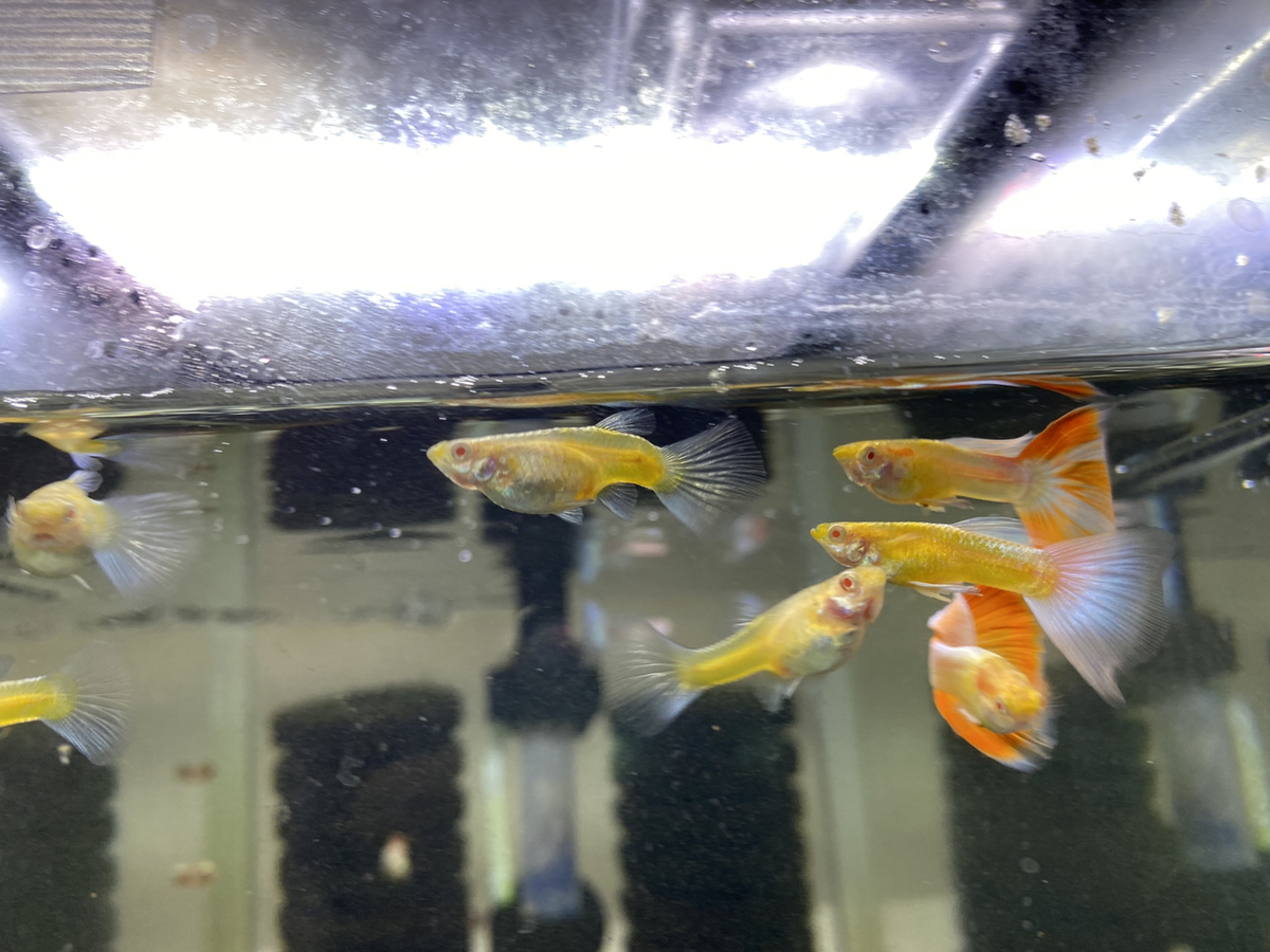 f:id:popopoppun:20210308003940j:plain