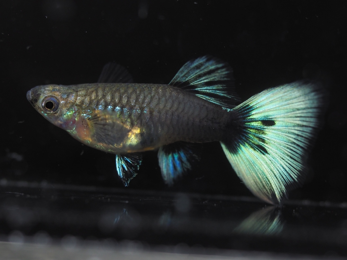 f:id:popopoppun:20210308014024j:plain