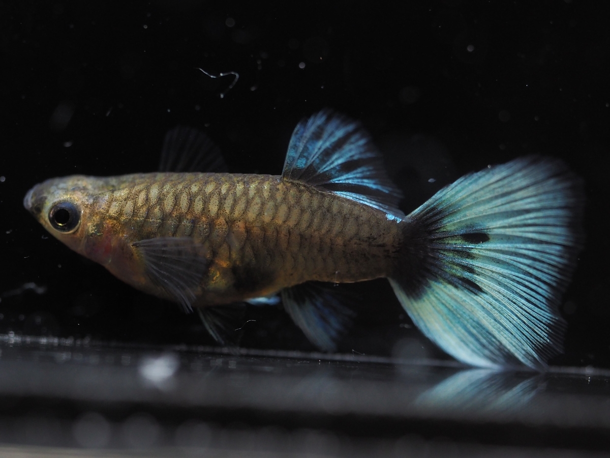 f:id:popopoppun:20210308014730j:plain