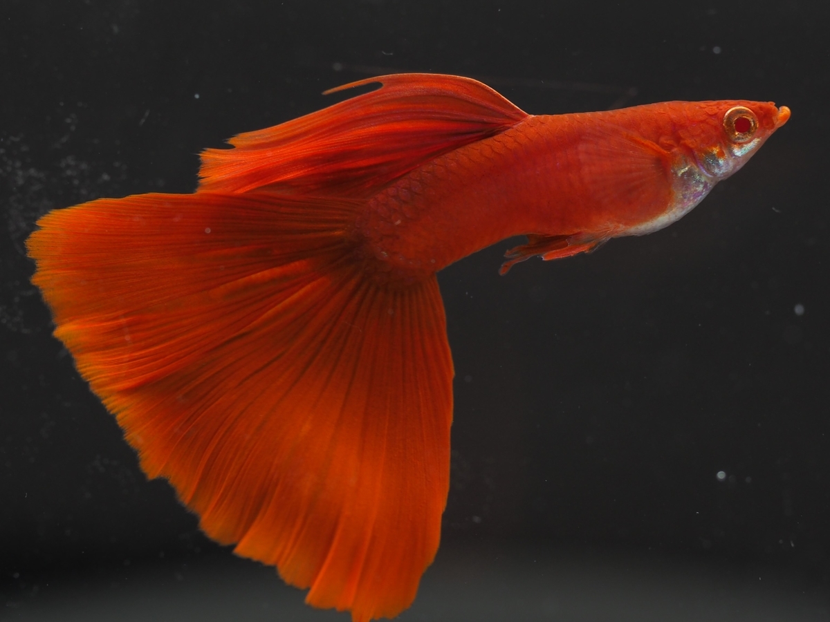 グッピーフルレッド&フルレッドミックス900セット