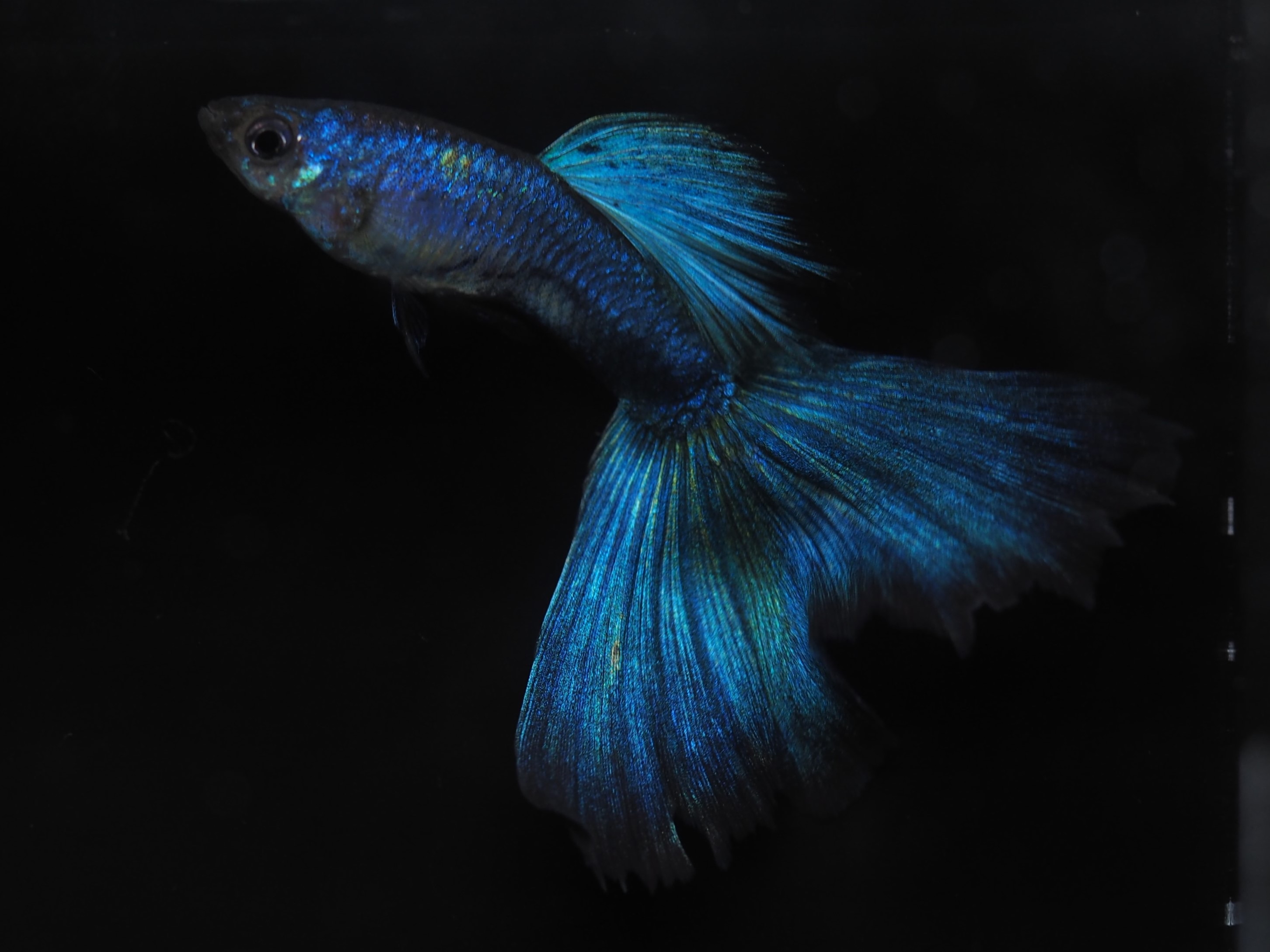 f:id:popopoppun:20210406051738j:image