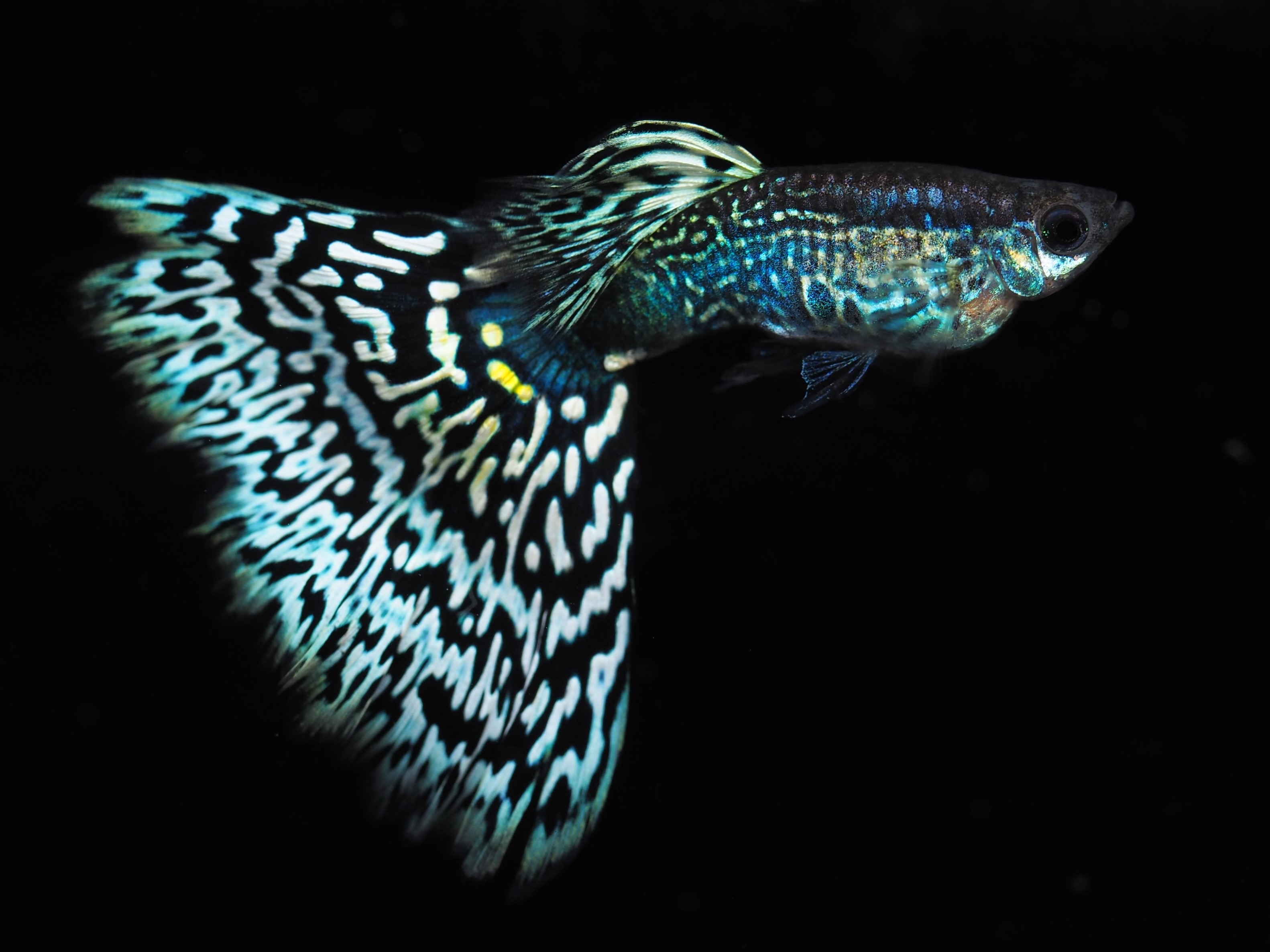 f:id:popopoppun:20210406051801j:image