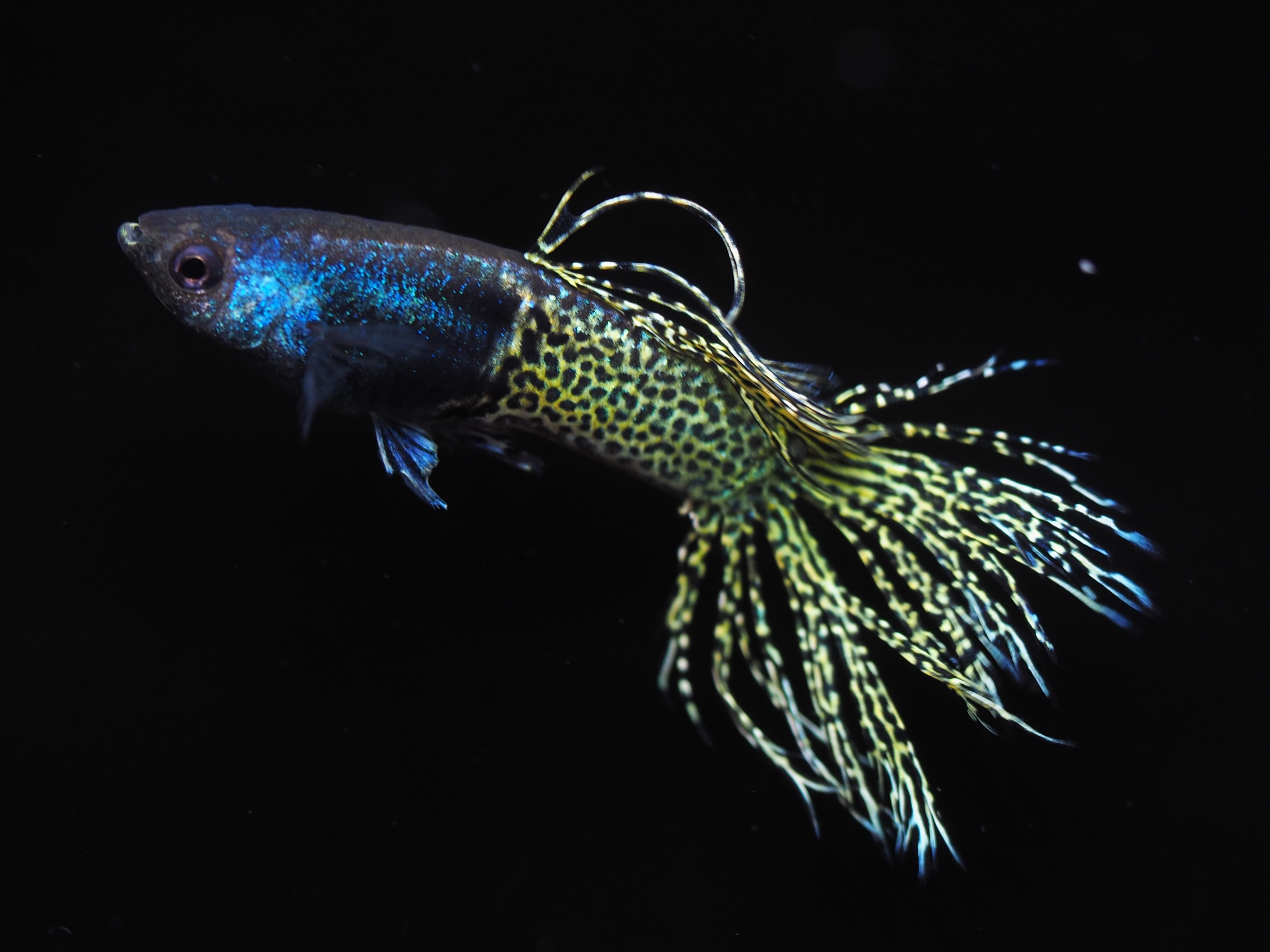 f:id:popopoppun:20210406051820j:image