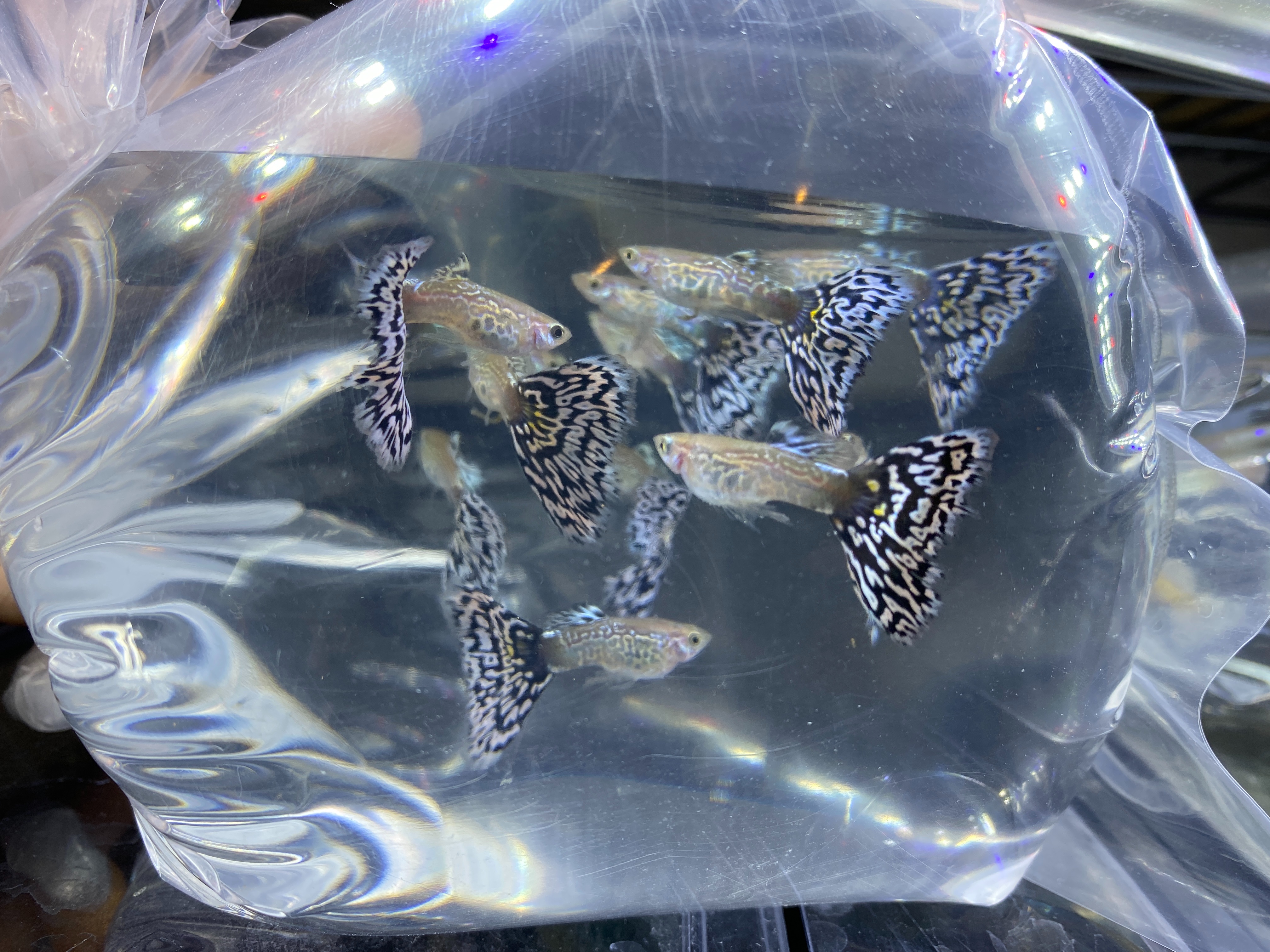 f:id:popopoppun:20210406053225j:image