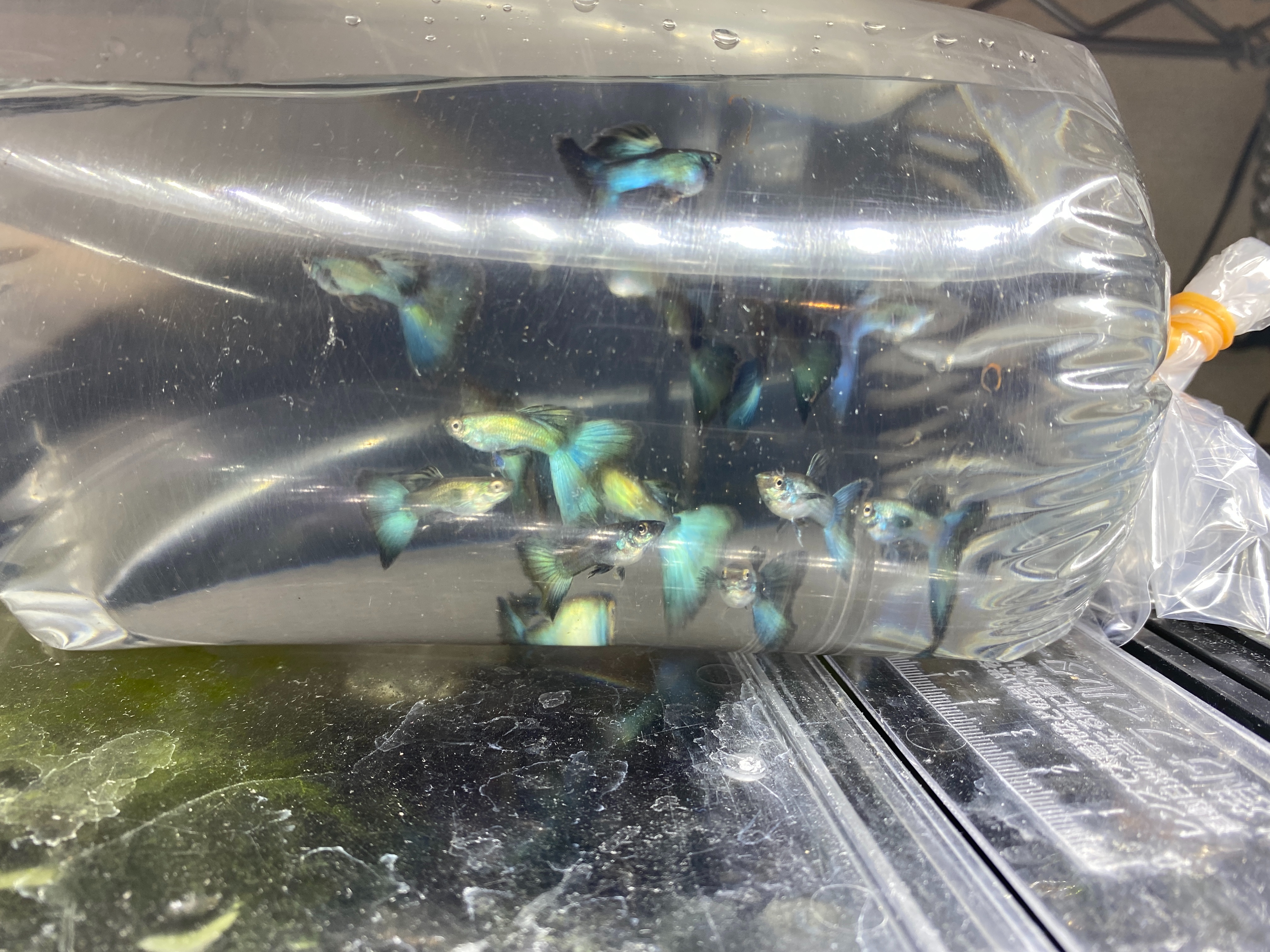 f:id:popopoppun:20210406053304j:image