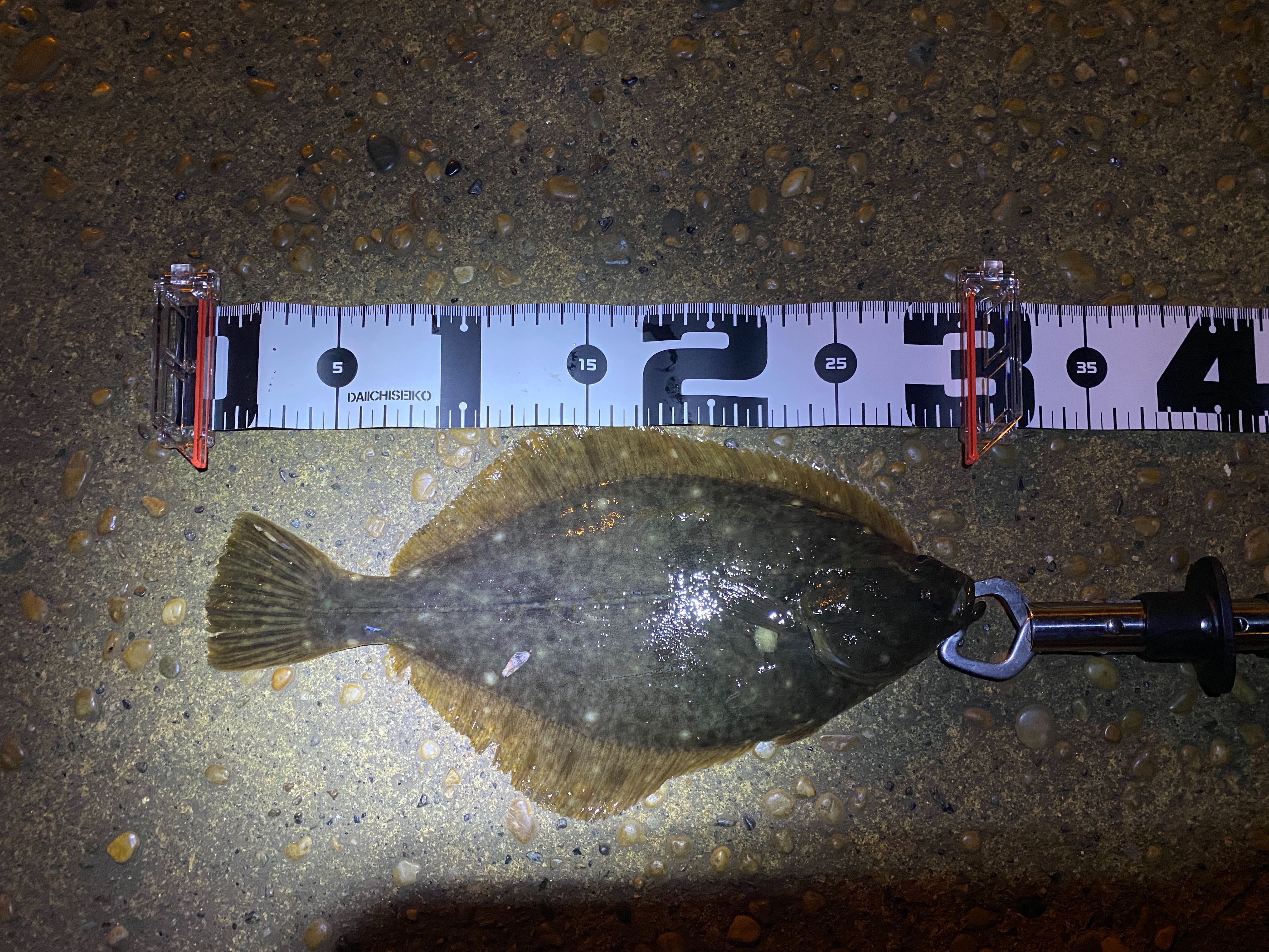 f:id:popopoppun:20210406061239j:image