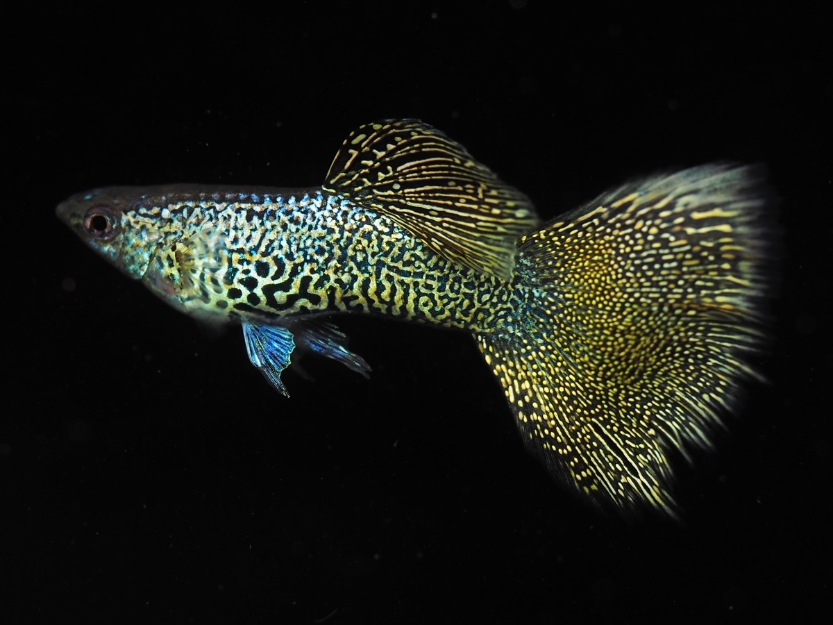 f:id:popopoppun:20210412003021j:plain