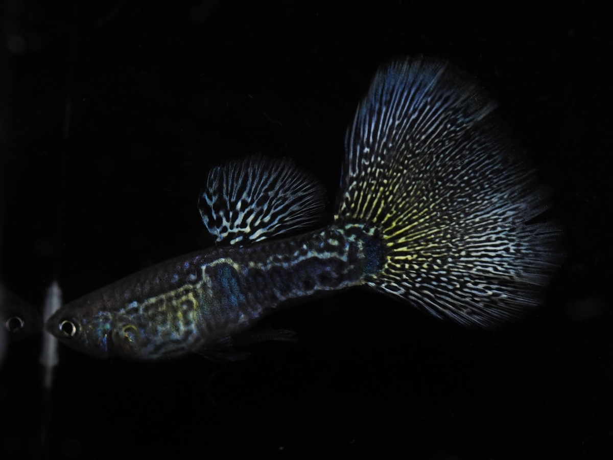 f:id:popopoppun:20210525160602j:plain