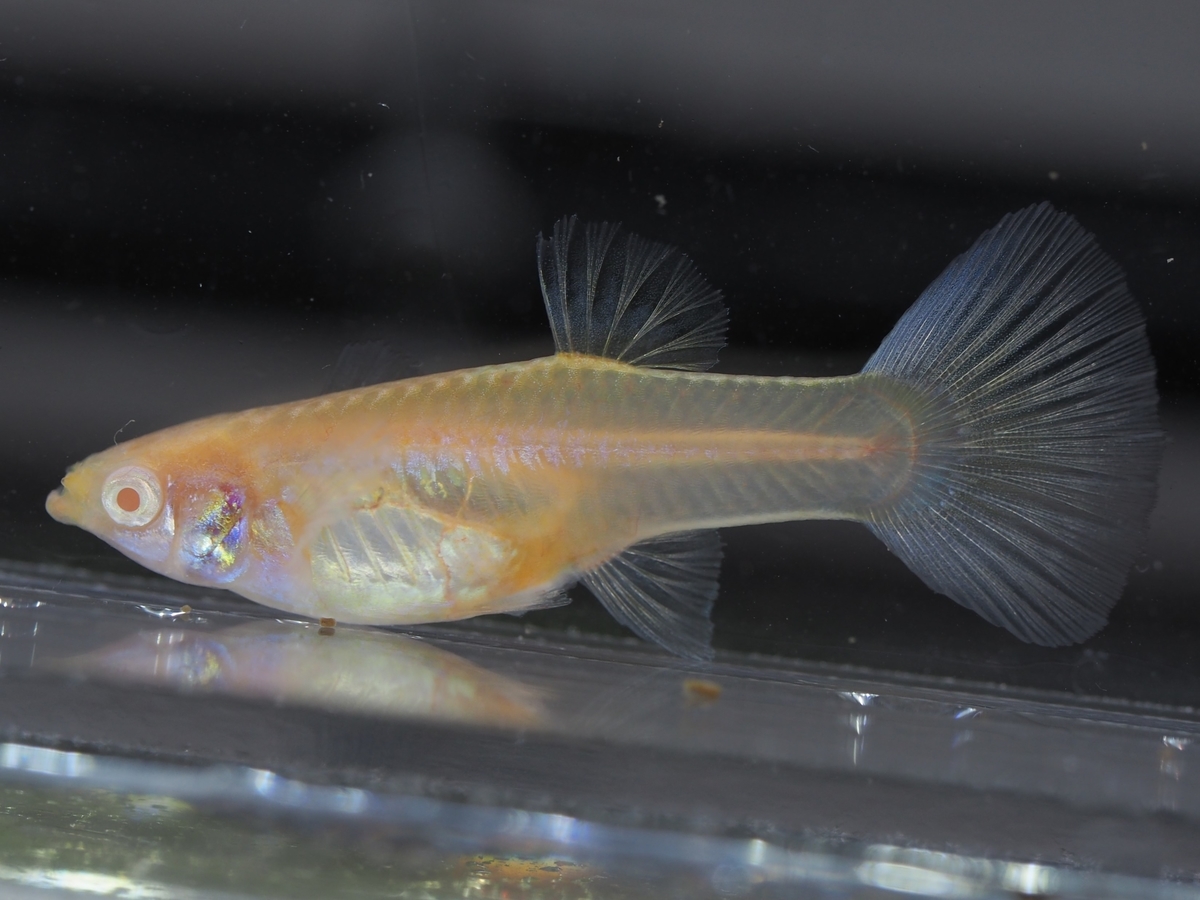 f:id:popopoppun:20210525164536j:plain