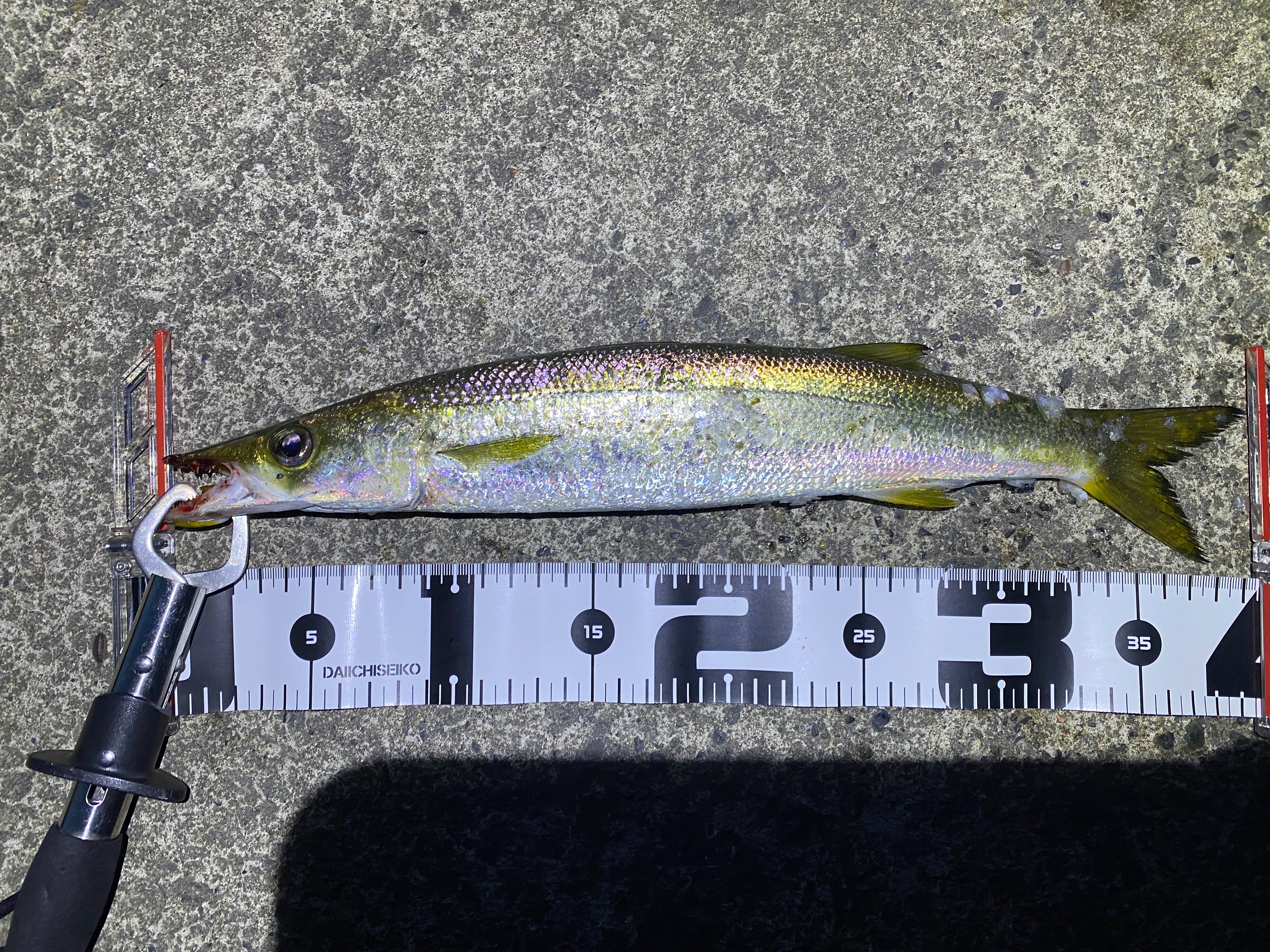 f:id:popopoppun:20210913101018j:image