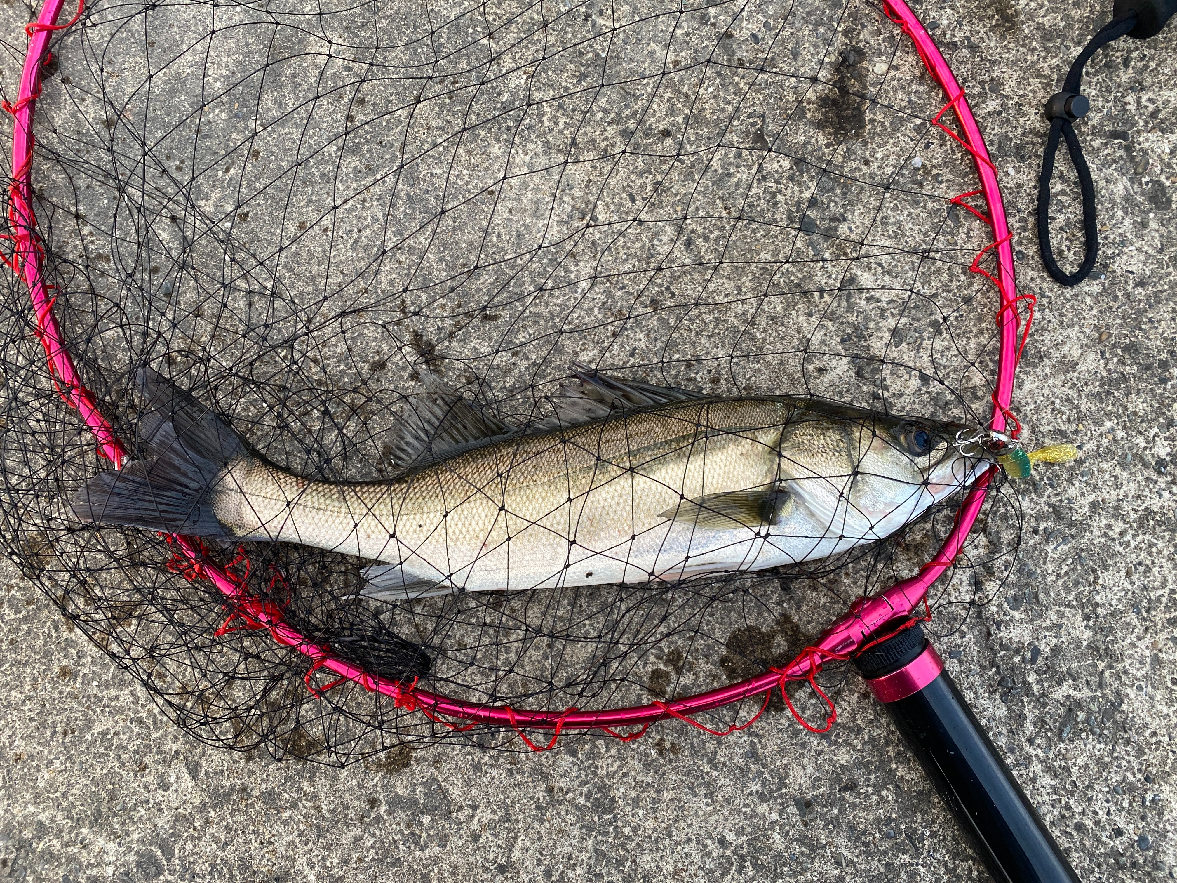 f:id:popopoppun:20210913101121j:image