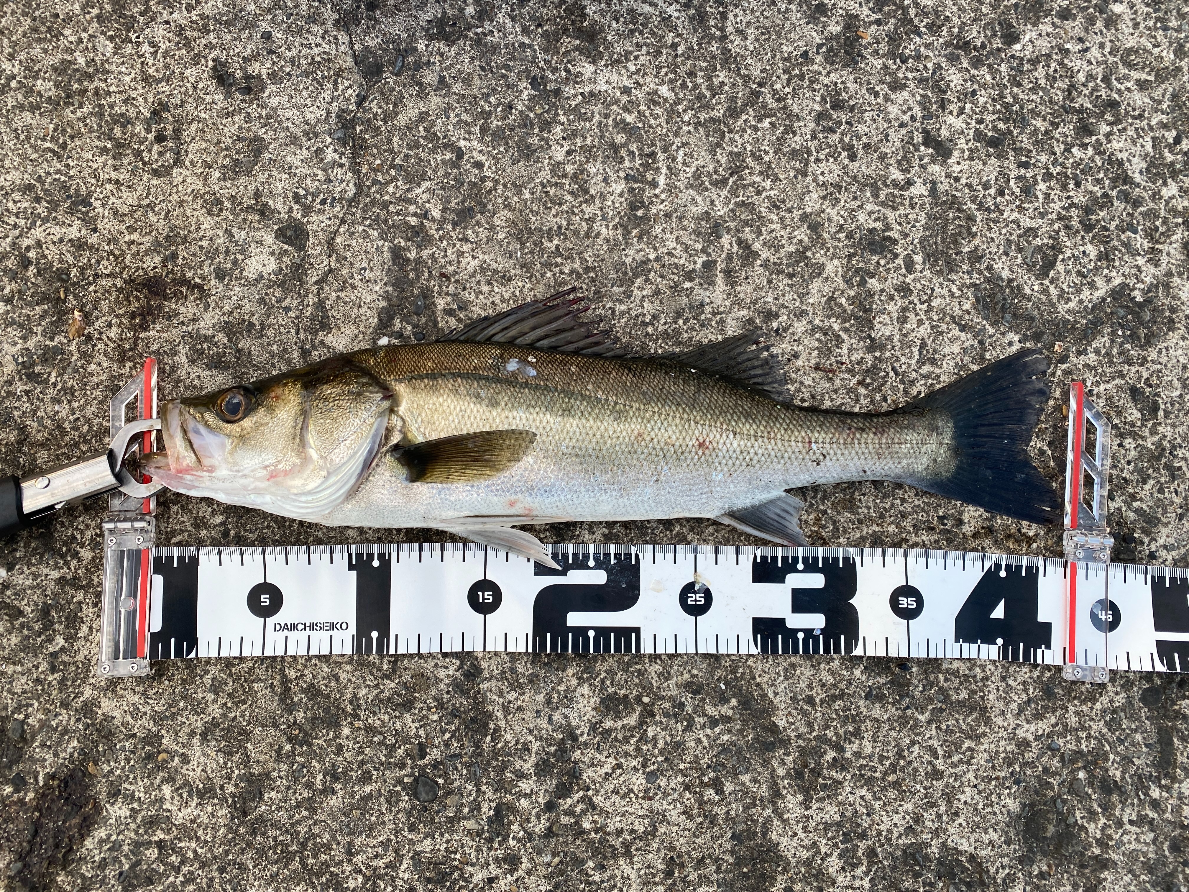 f:id:popopoppun:20210913101134j:image