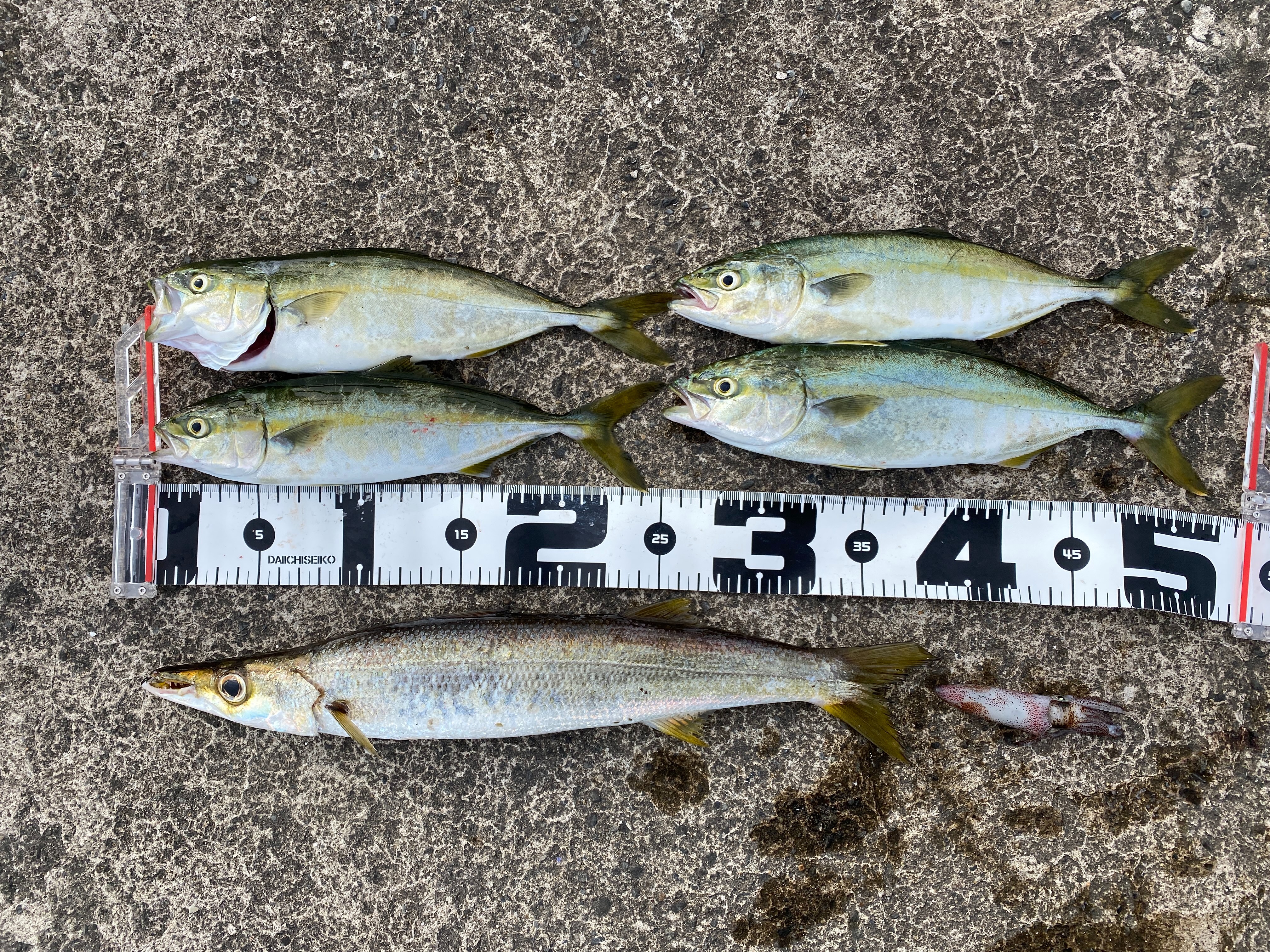 f:id:popopoppun:20210913101222j:image