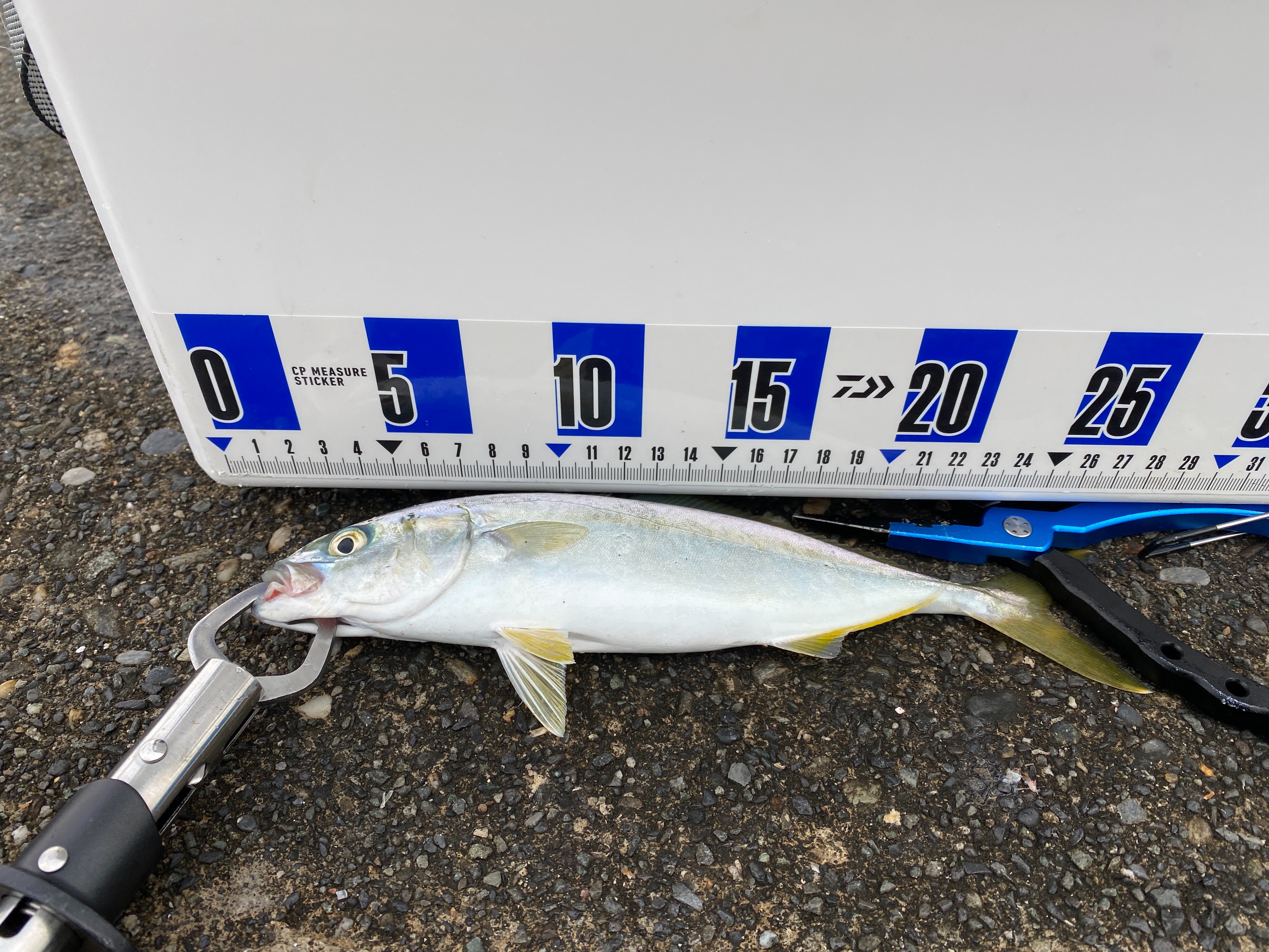 f:id:popopoppun:20210916133458j:image f:id:popopoppun:20210916133458j:image