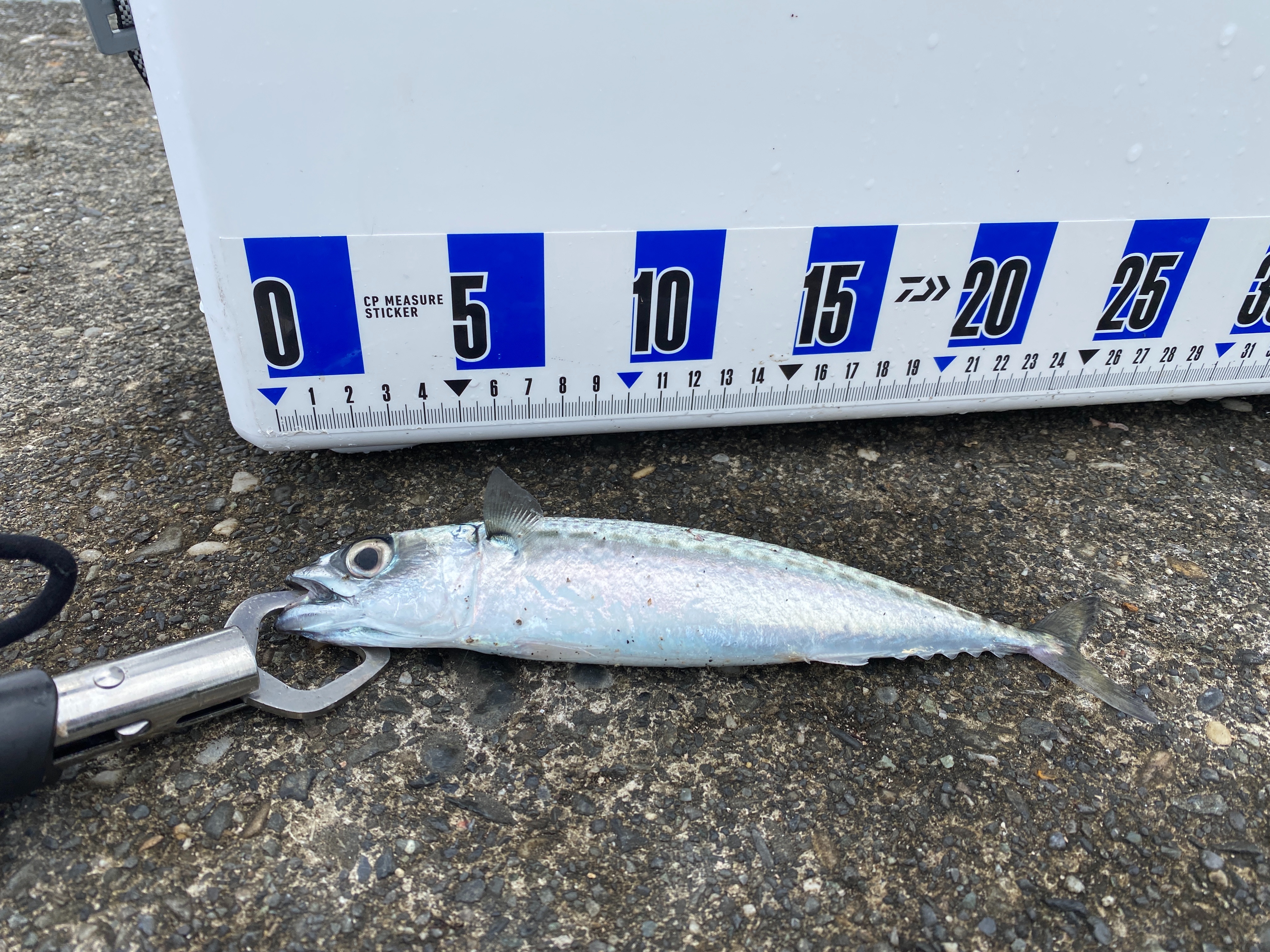 f:id:popopoppun:20210916133535j:image f:id:popopoppun:20210916133535j:image