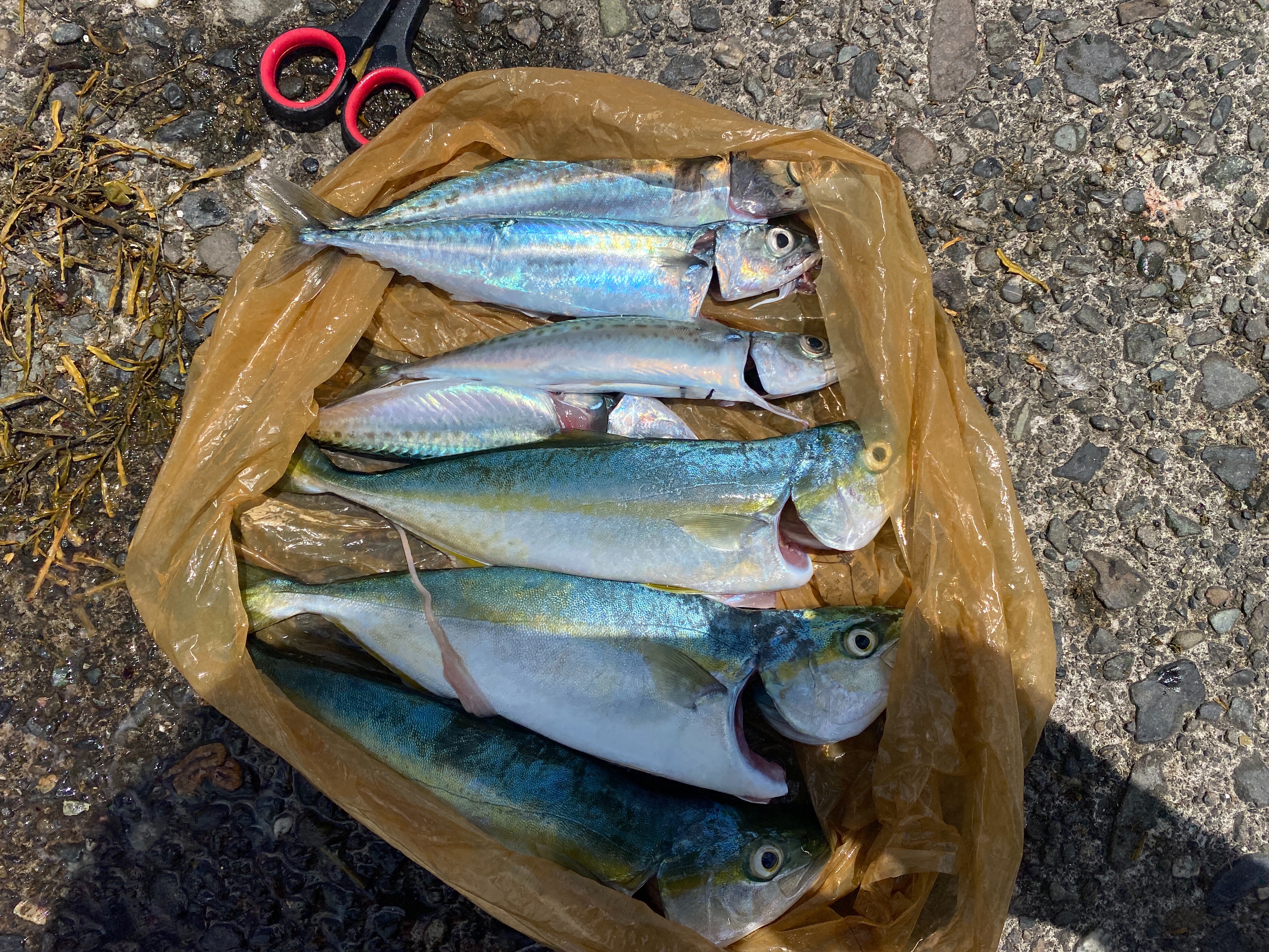 f:id:popopoppun:20210916133635j:image f:id:popopoppun:20210916133635j:image