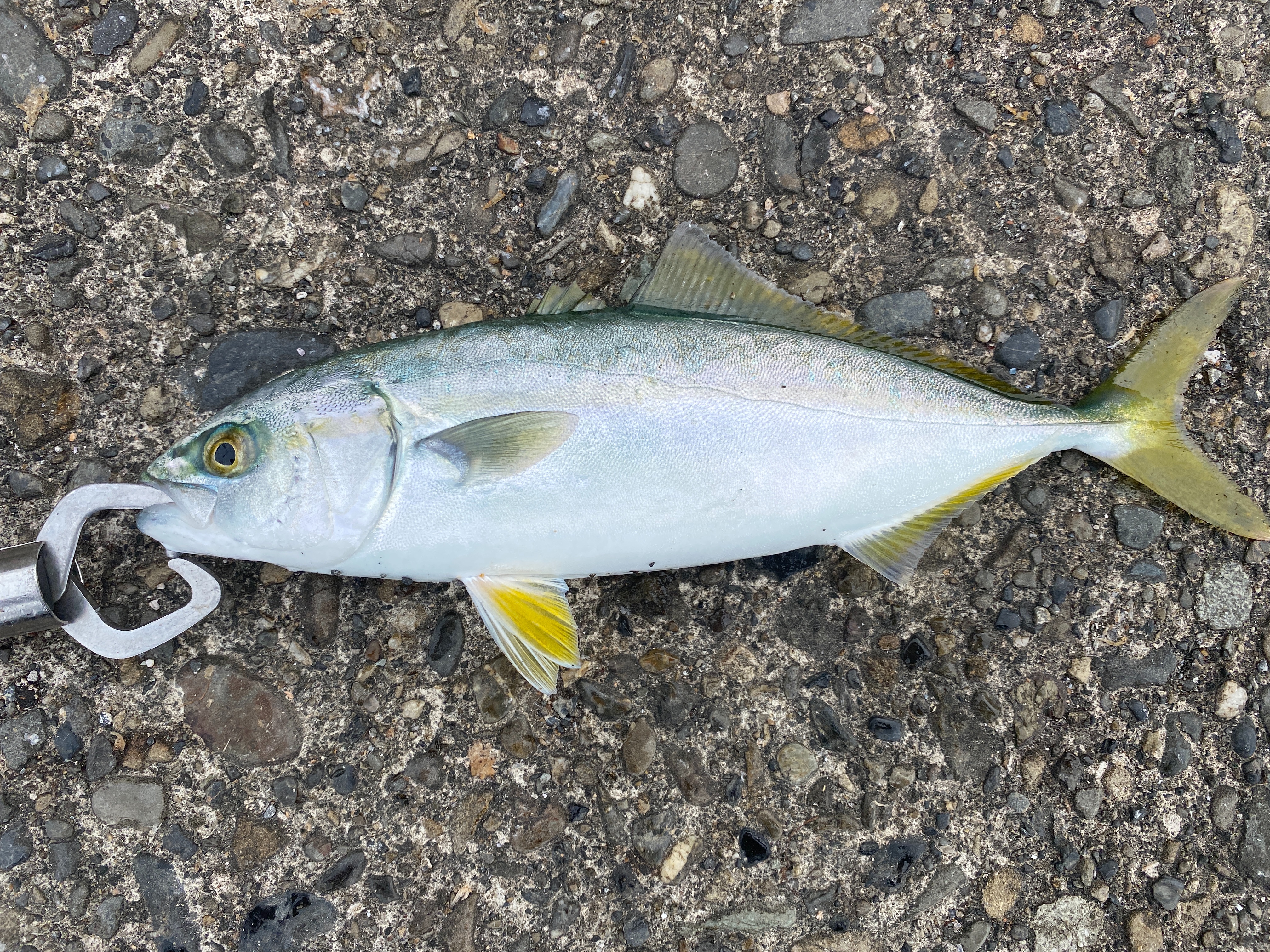 f:id:popopoppun:20210916133712j:image f:id:popopoppun:20210916133712j:image