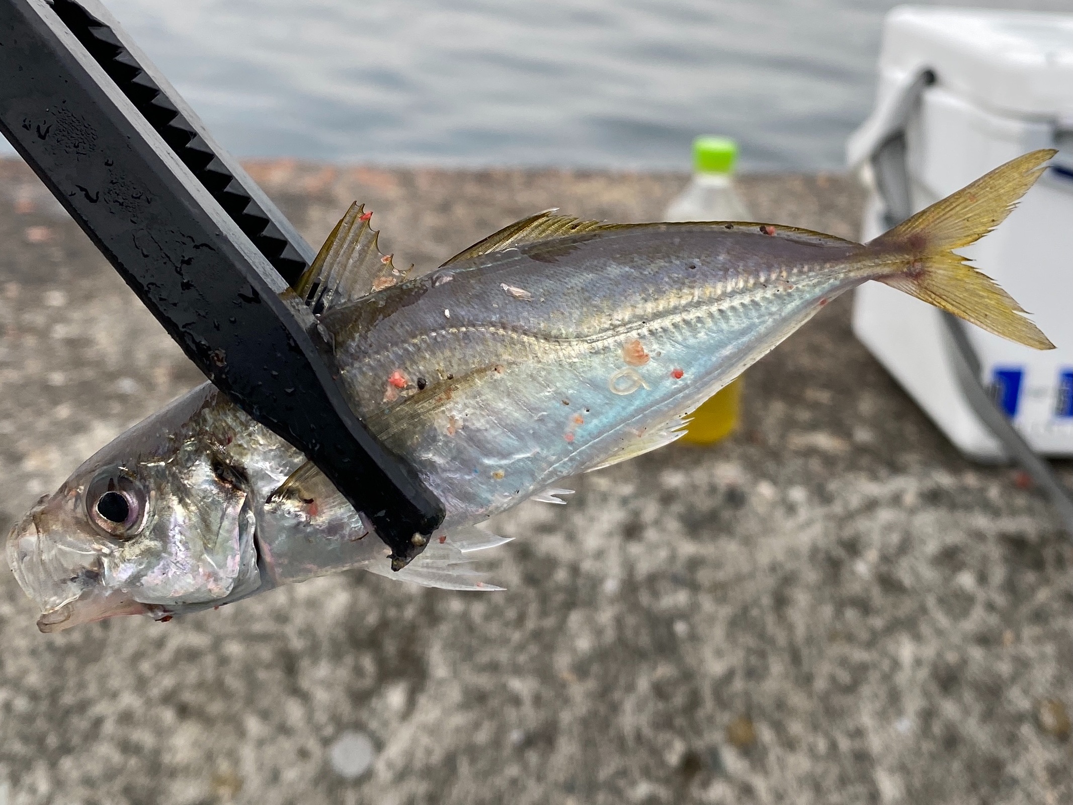 f:id:popopoppun:20210916133741j:image f:id:popopoppun:20210916133741j:image