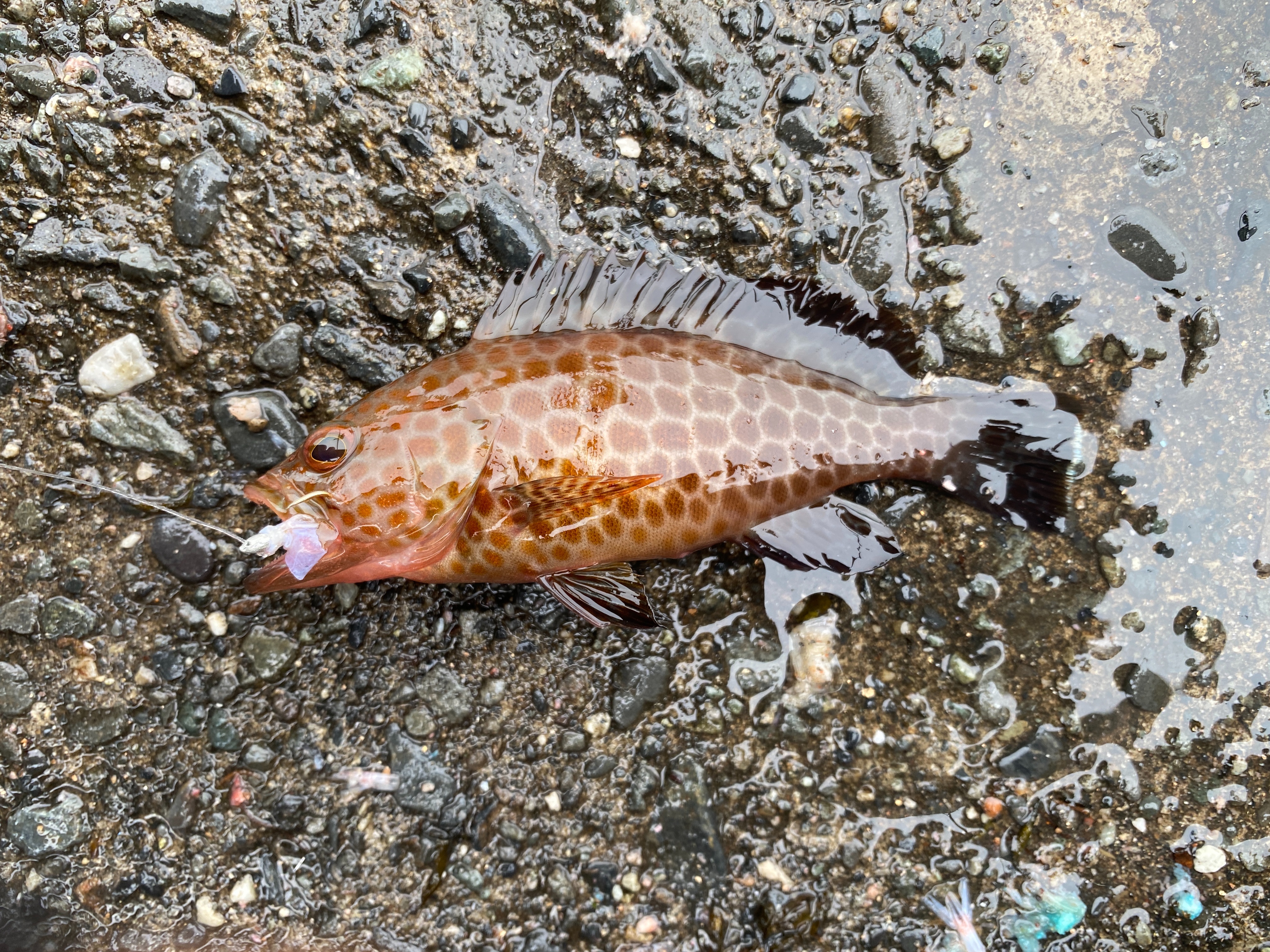 f:id:popopoppun:20210916133834j:image f:id:popopoppun:20210916133834j:image