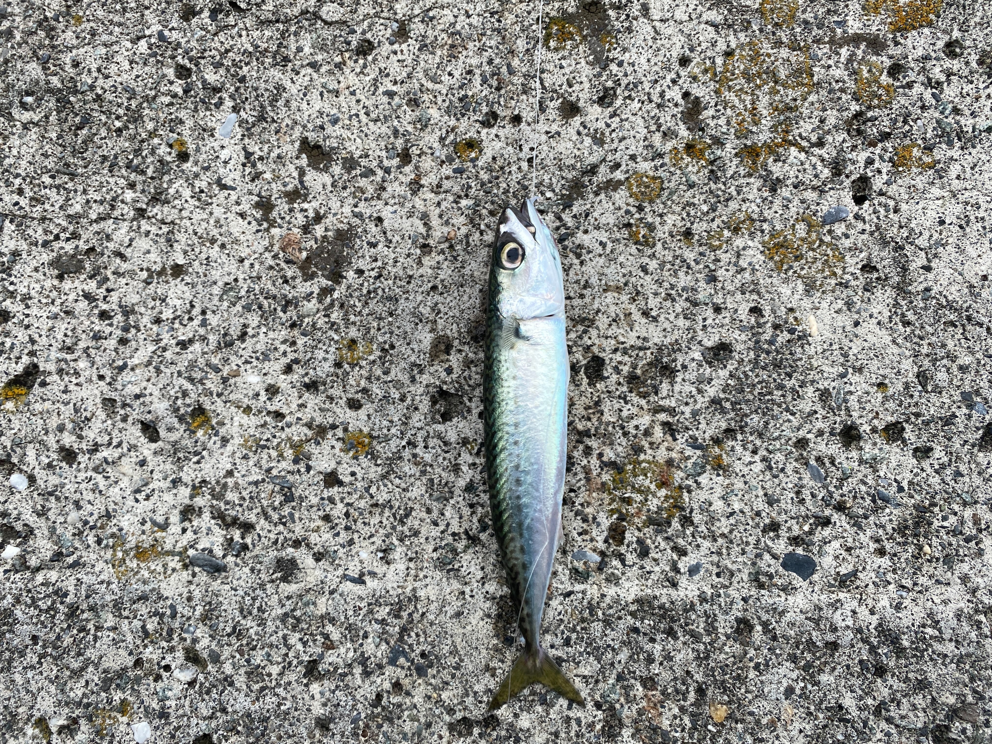 f:id:popopoppun:20210916134002j:image f:id:popopoppun:20210916134002j:image