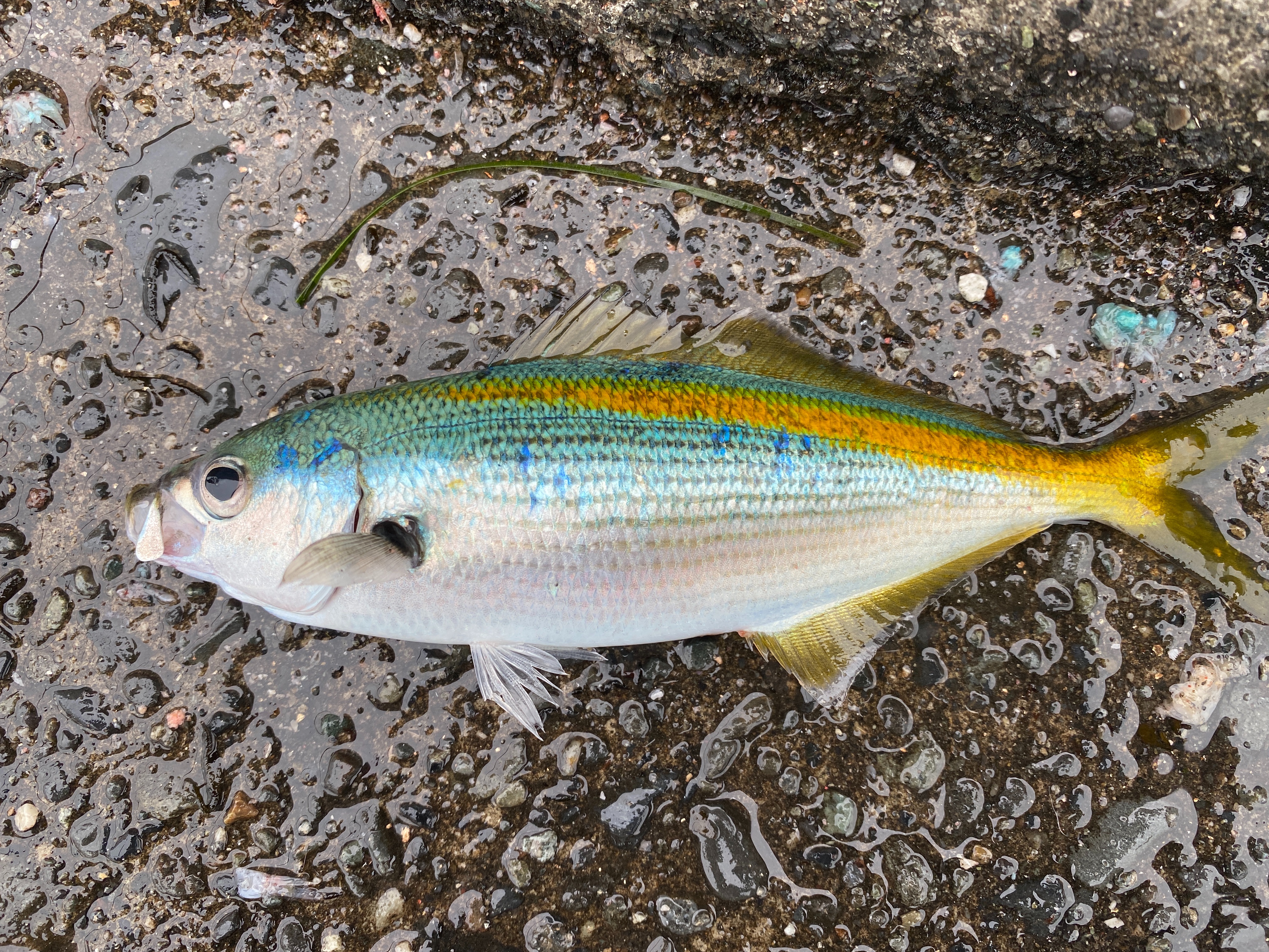 f:id:popopoppun:20210916134015j:image f:id:popopoppun:20210916134015j:image