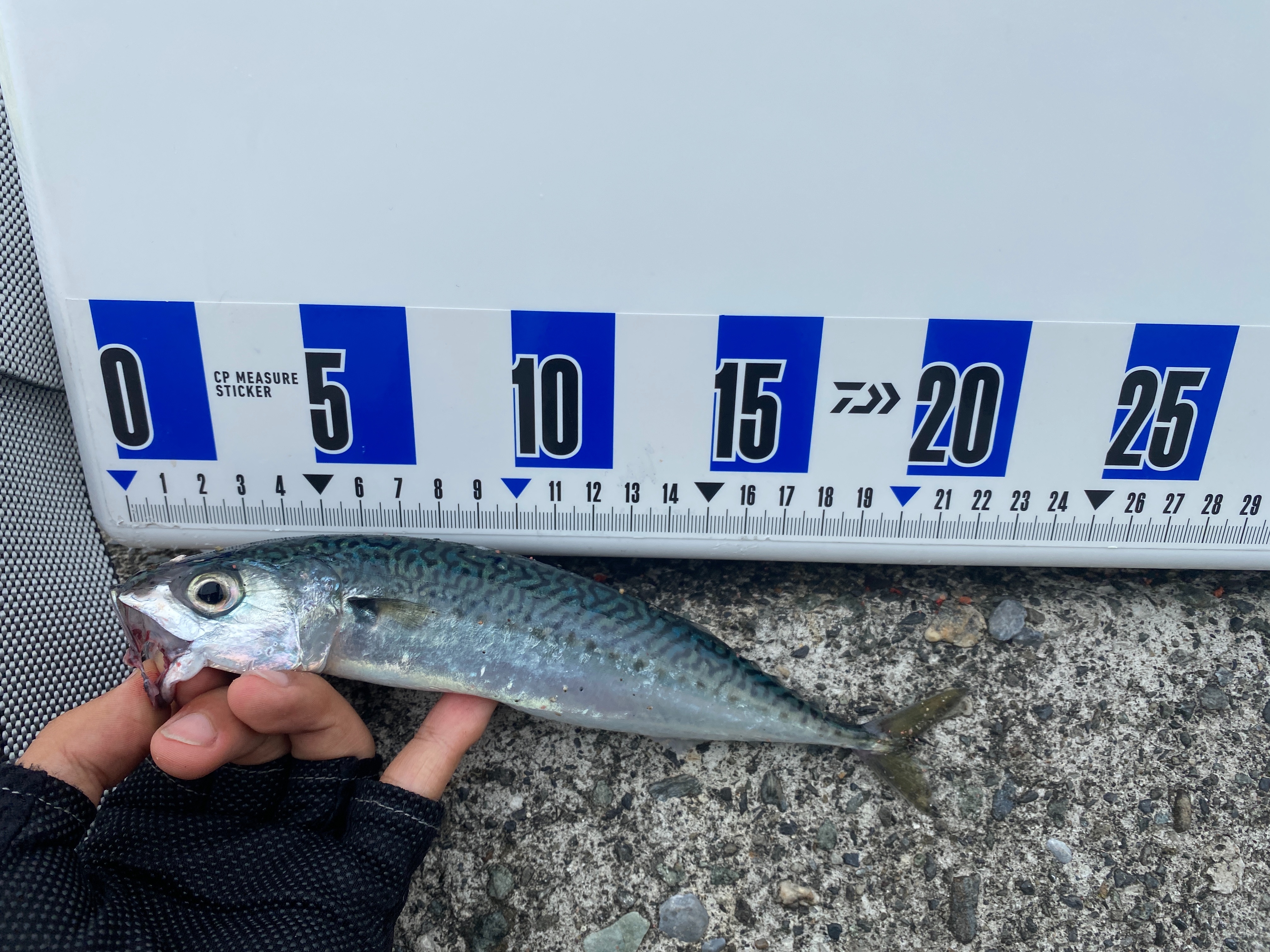 f:id:popopoppun:20210916134026j:image f:id:popopoppun:20210916134026j:image