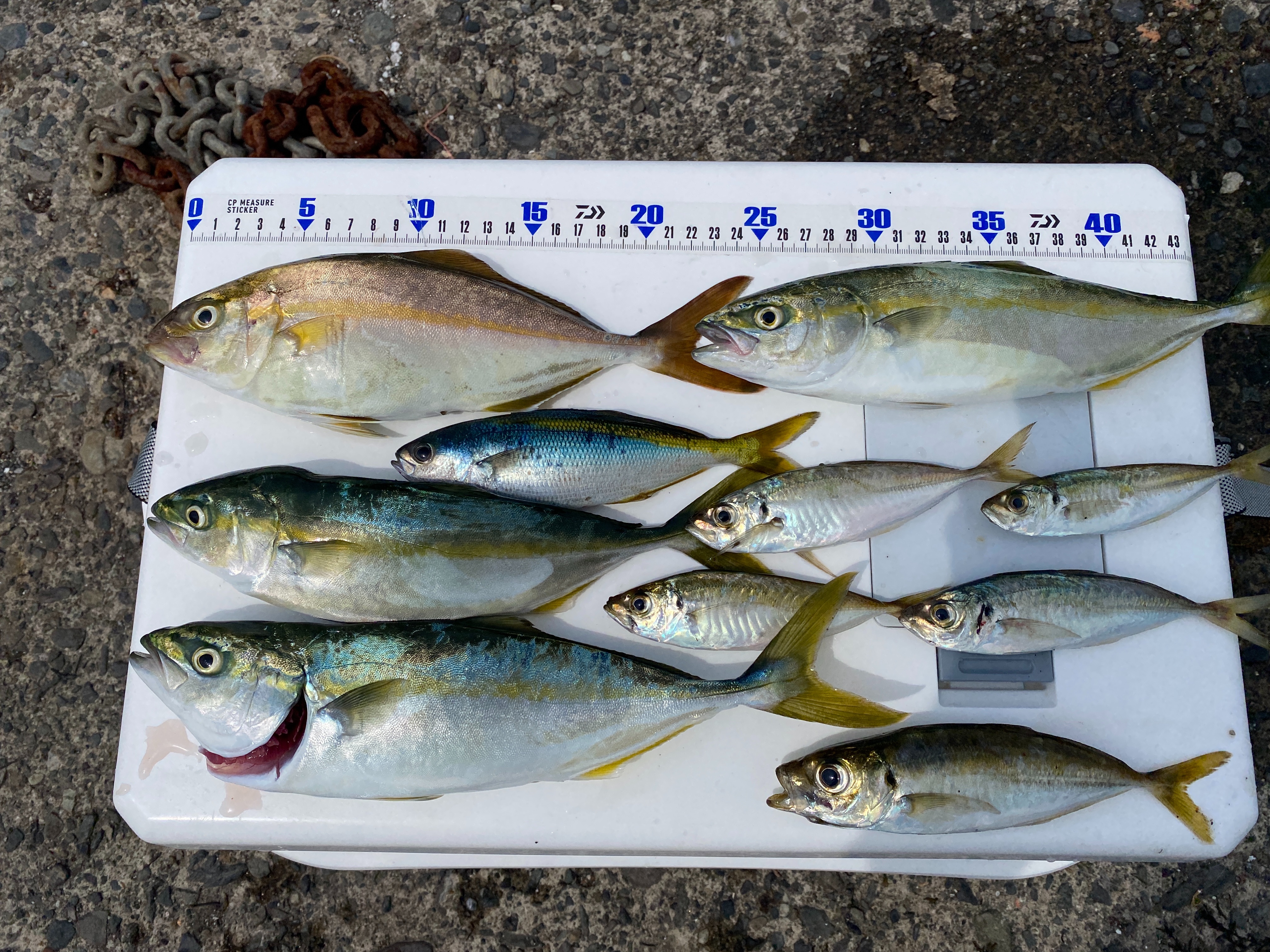 f:id:popopoppun:20210916134127j:image f:id:popopoppun:20210916134127j:image