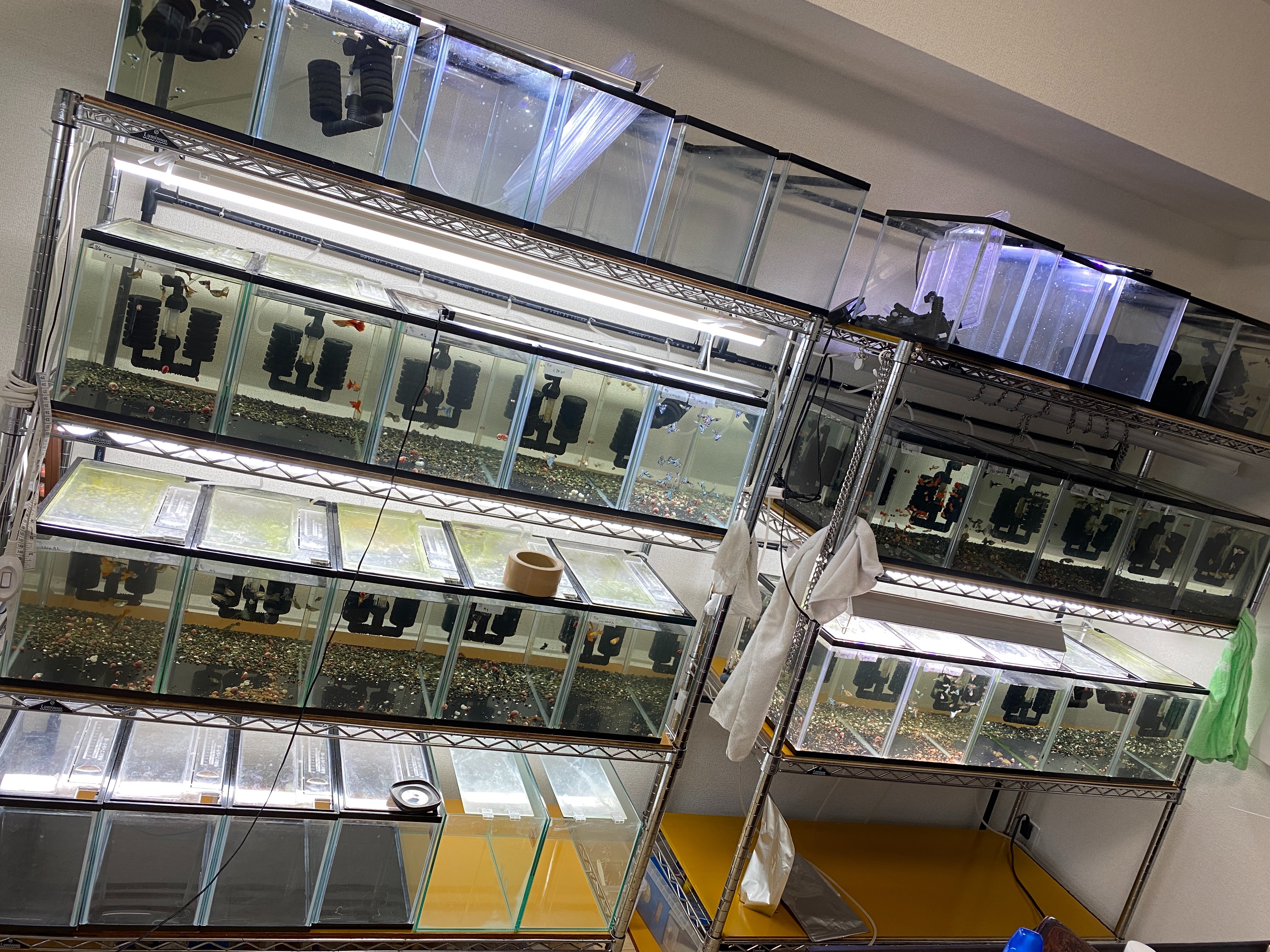 f:id:popopoppun:20211008041628j:image