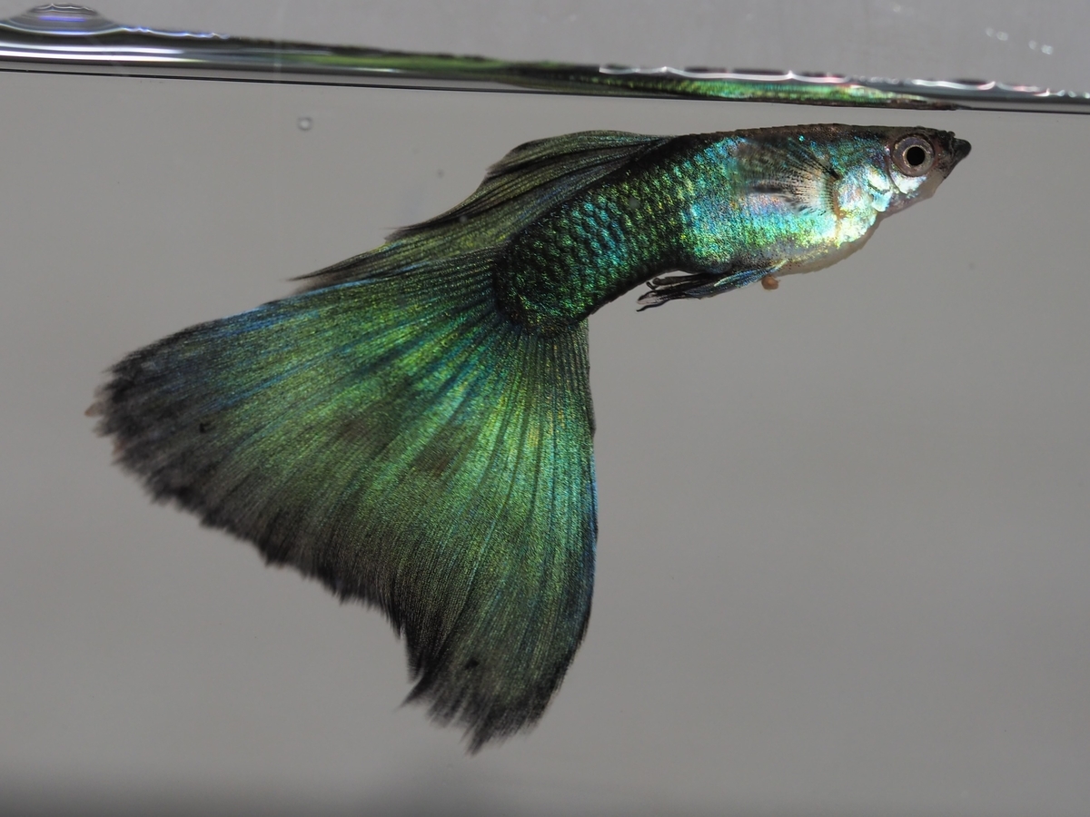 f:id:popopoppun:20211127032138j:plain