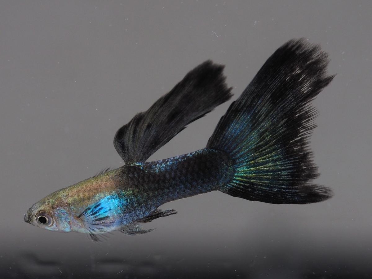 f:id:popopoppun:20211127032706j:plain