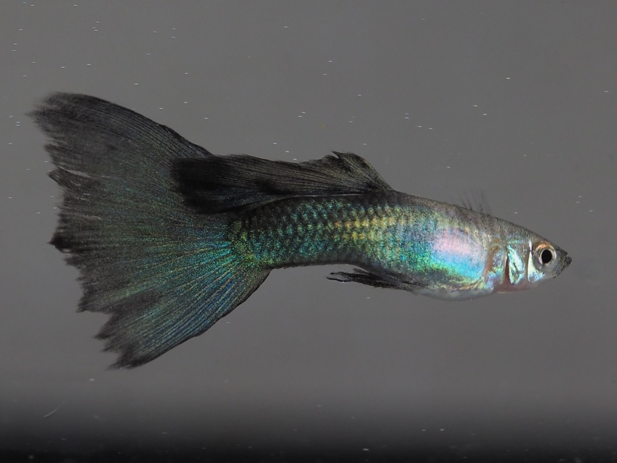 f:id:popopoppun:20211127033047j:plain