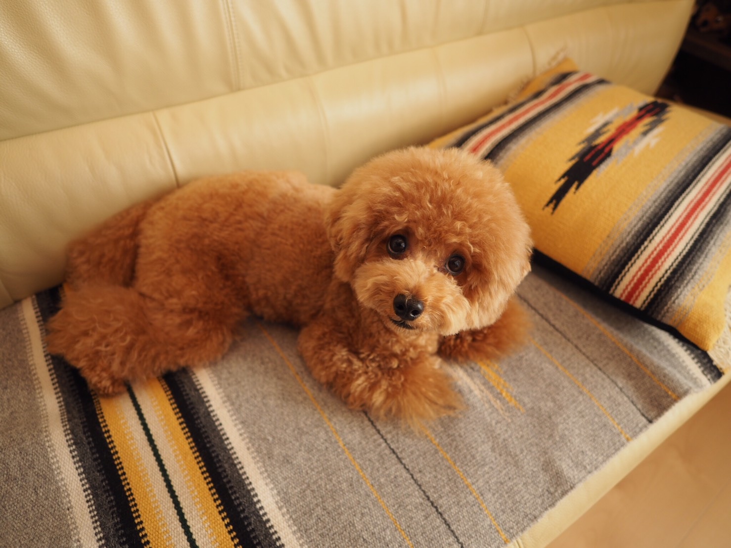 f:id:popopoppun:20221205142437j:image f:id:popopoppun:20221205142437j:image