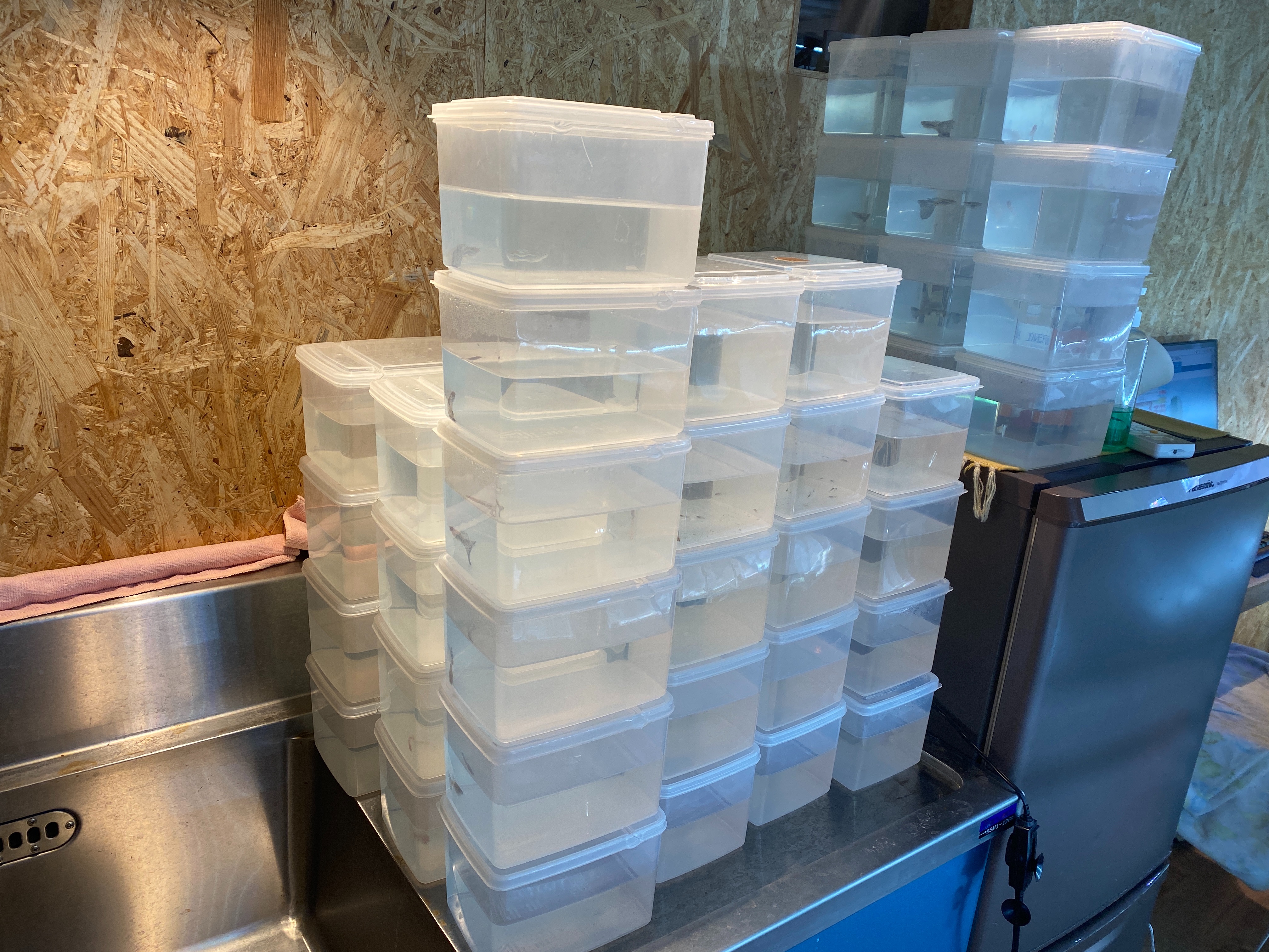 f:id:popopoppun:20221219134005j:image