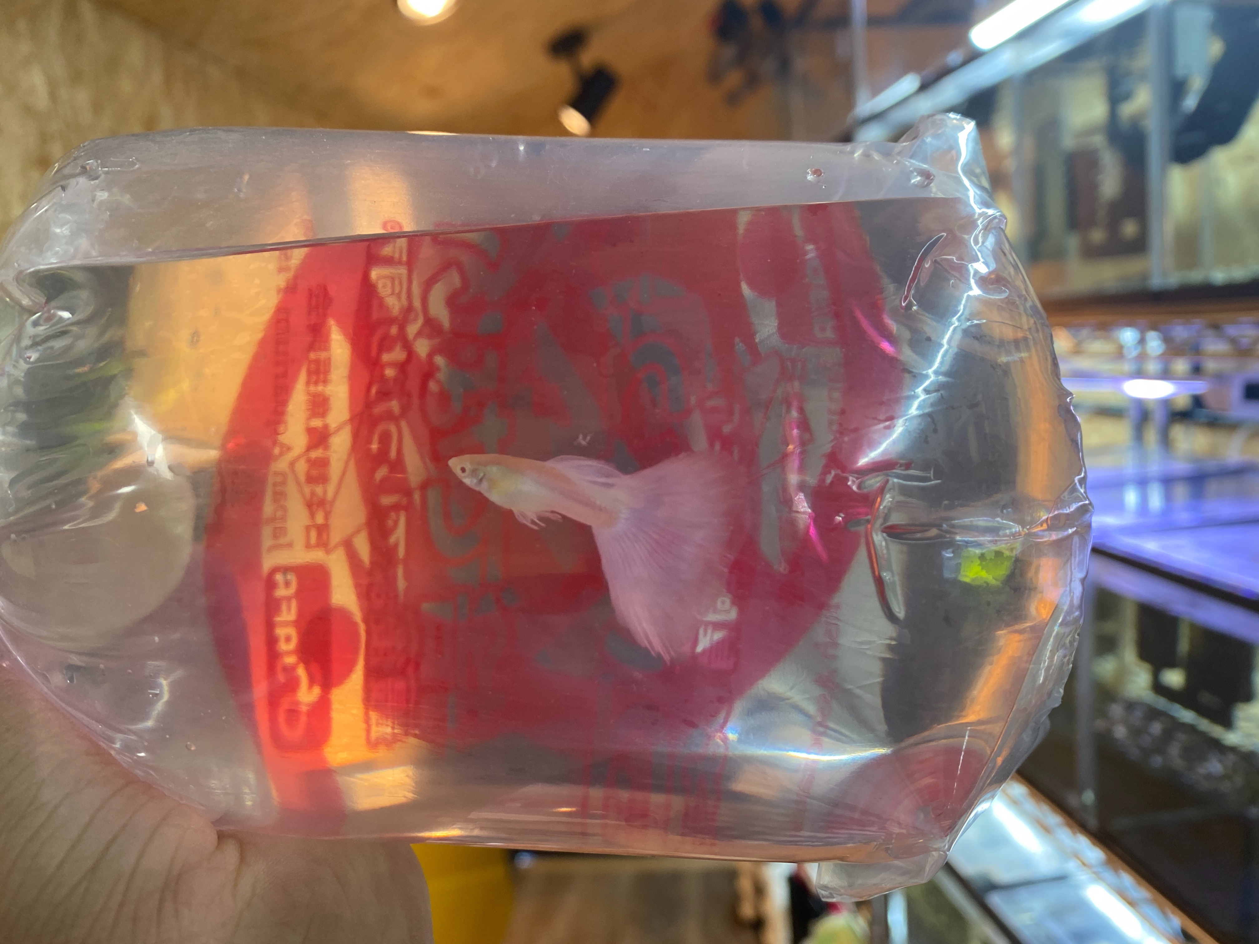 f:id:popopoppun:20221219135704j:image