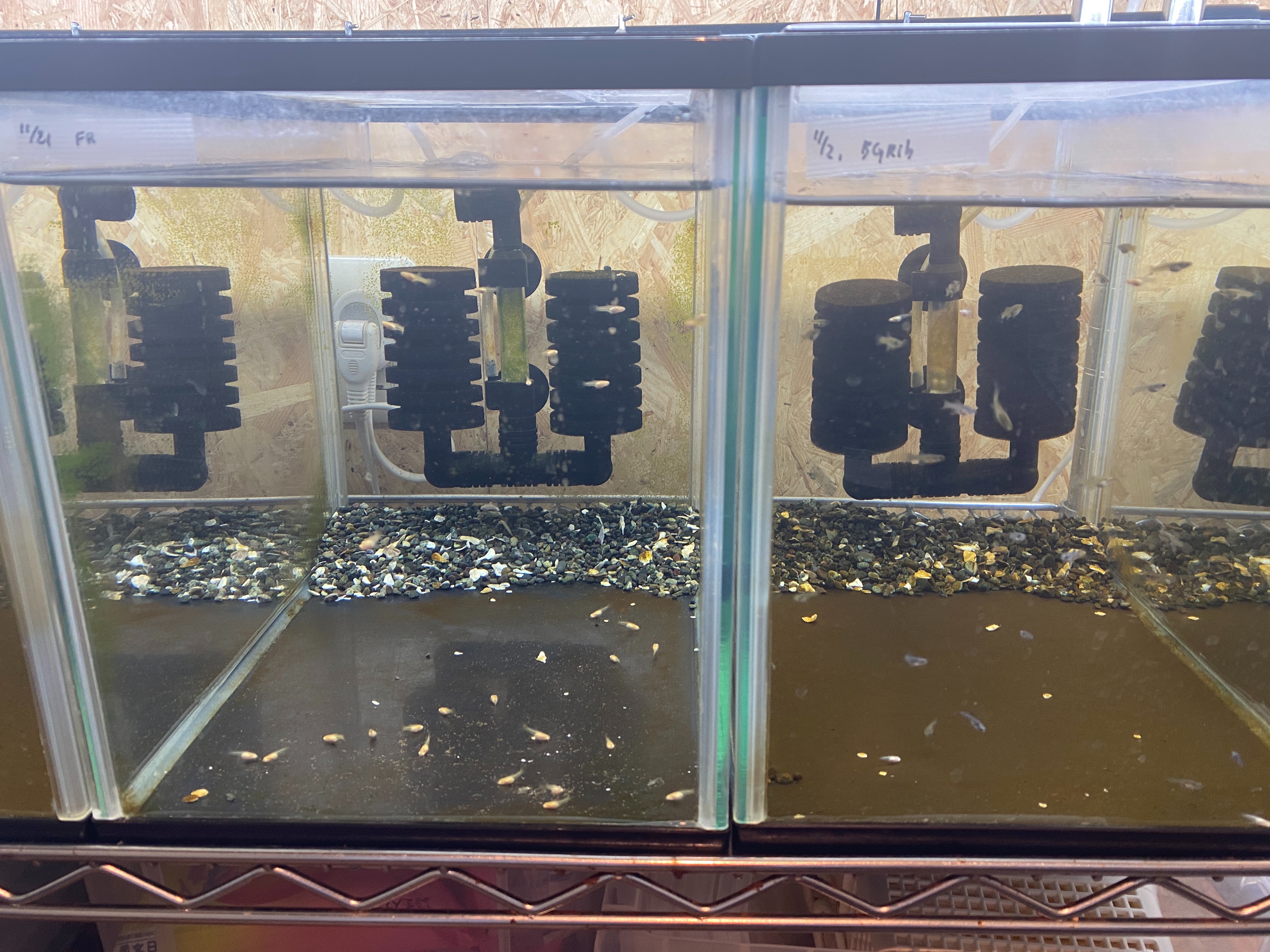 f:id:popopoppun:20221219140536j:image