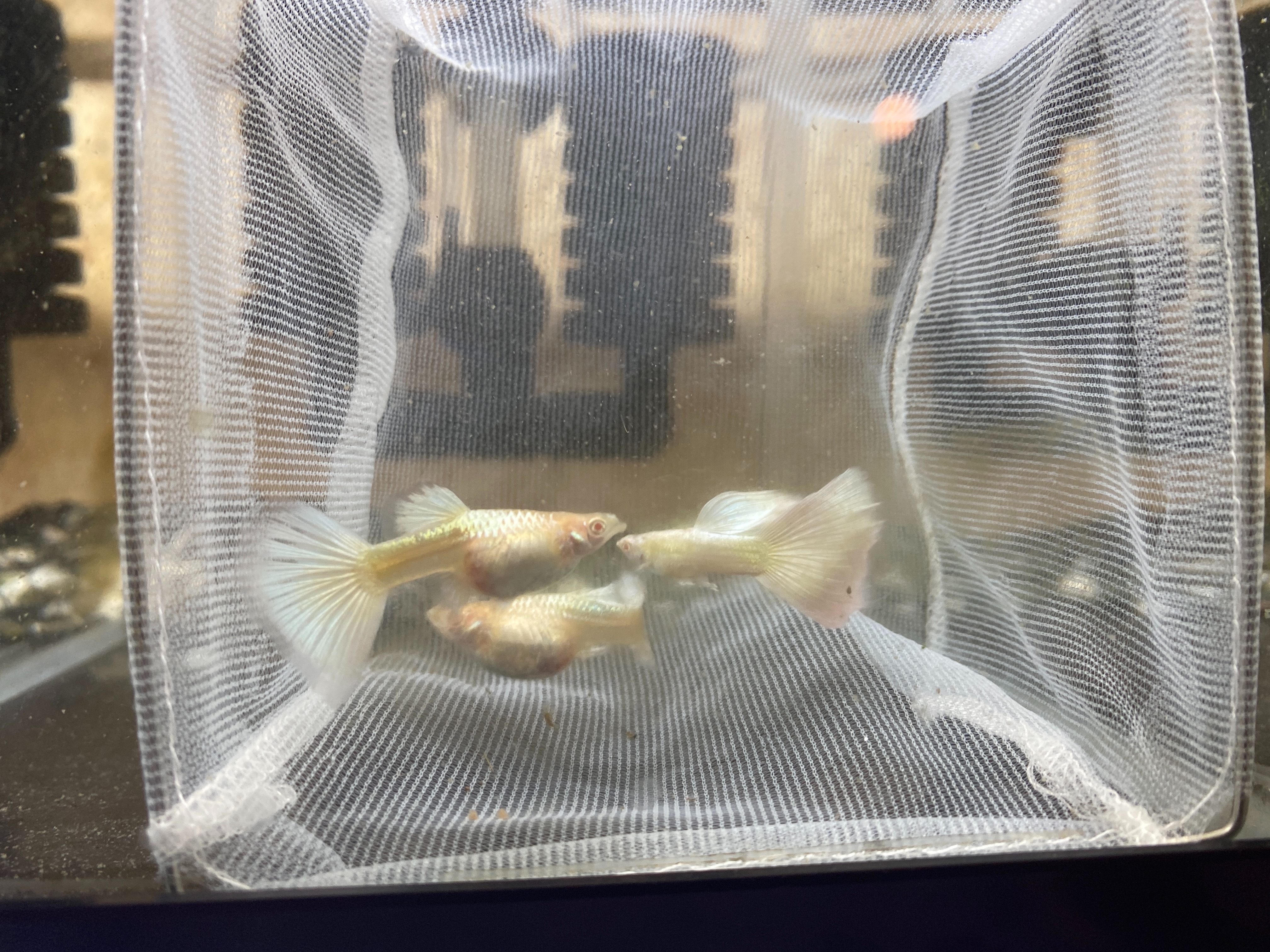 f:id:popopoppun:20221219140943j:image