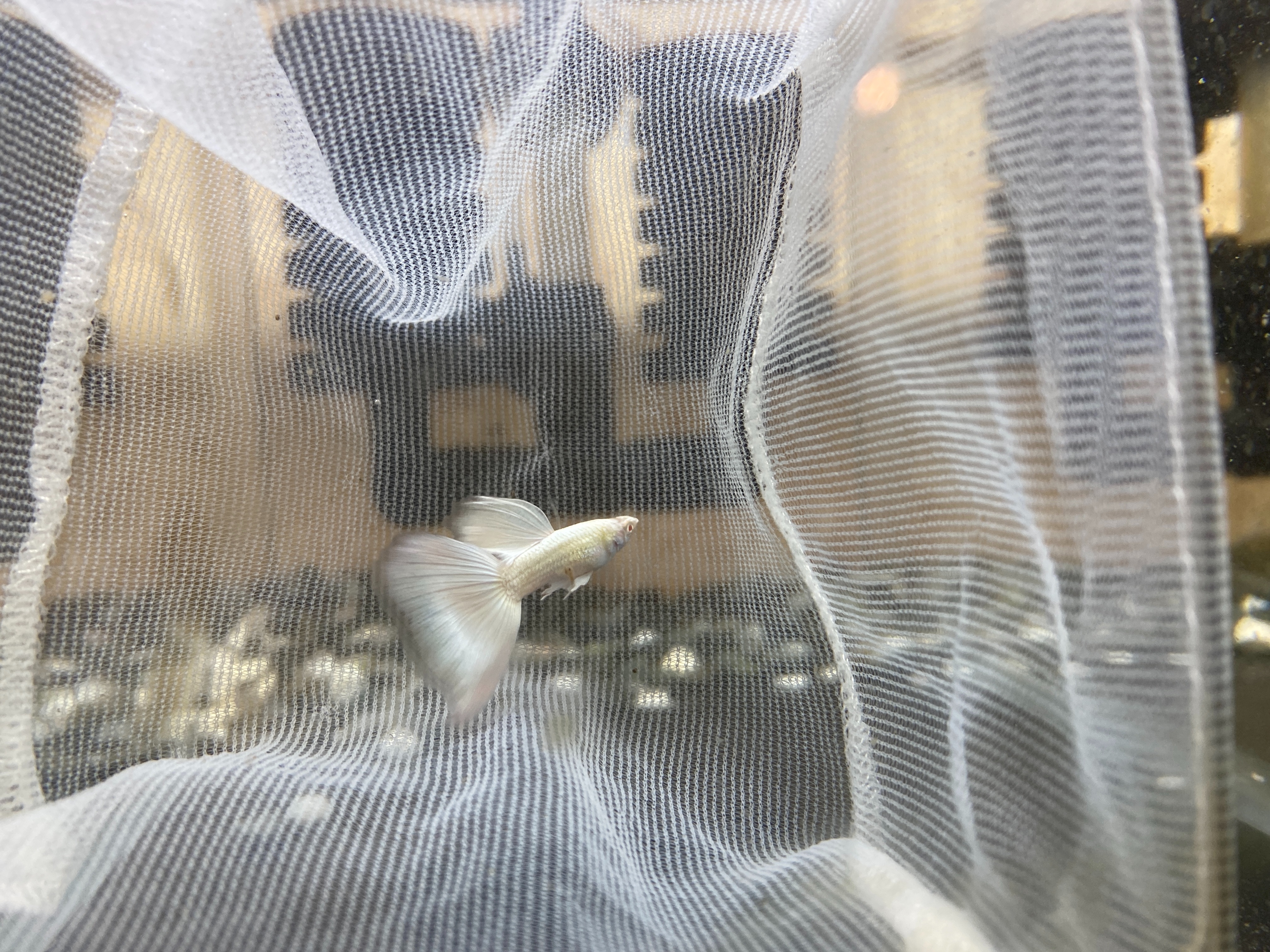 f:id:popopoppun:20221219140953j:image