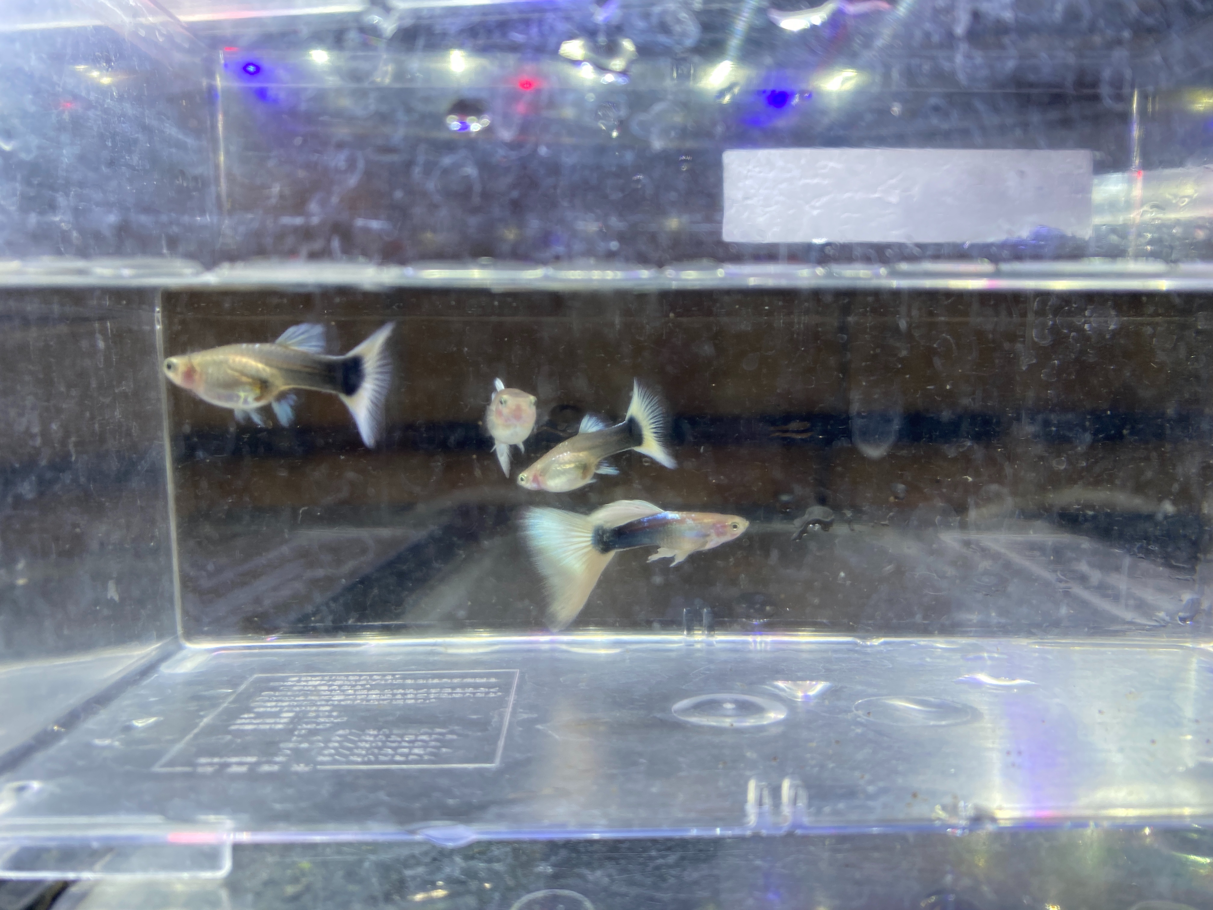 f:id:popopoppun:20221225092740j:image