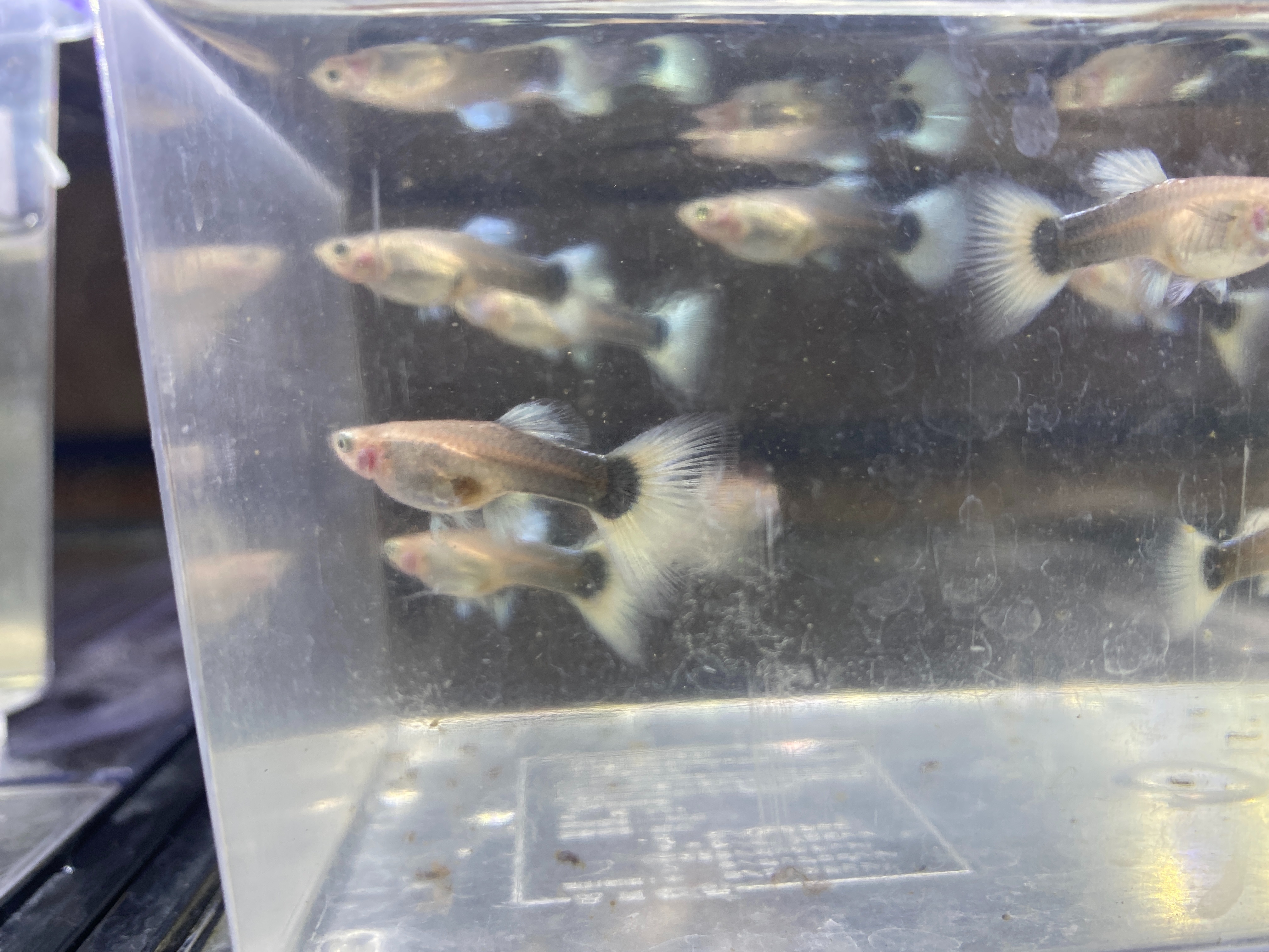 f:id:popopoppun:20221225092803j:image