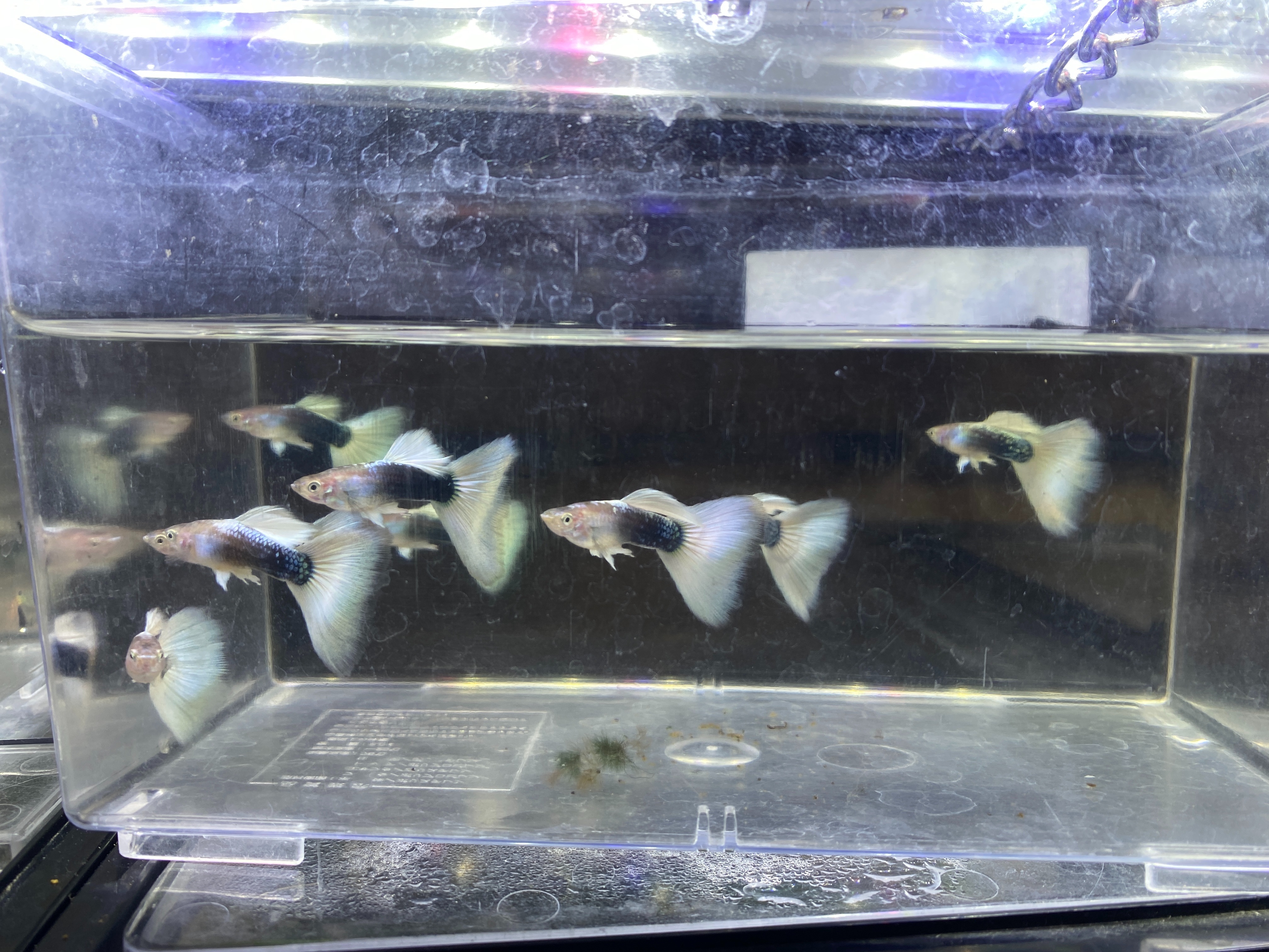 f:id:popopoppun:20221225092810j:image